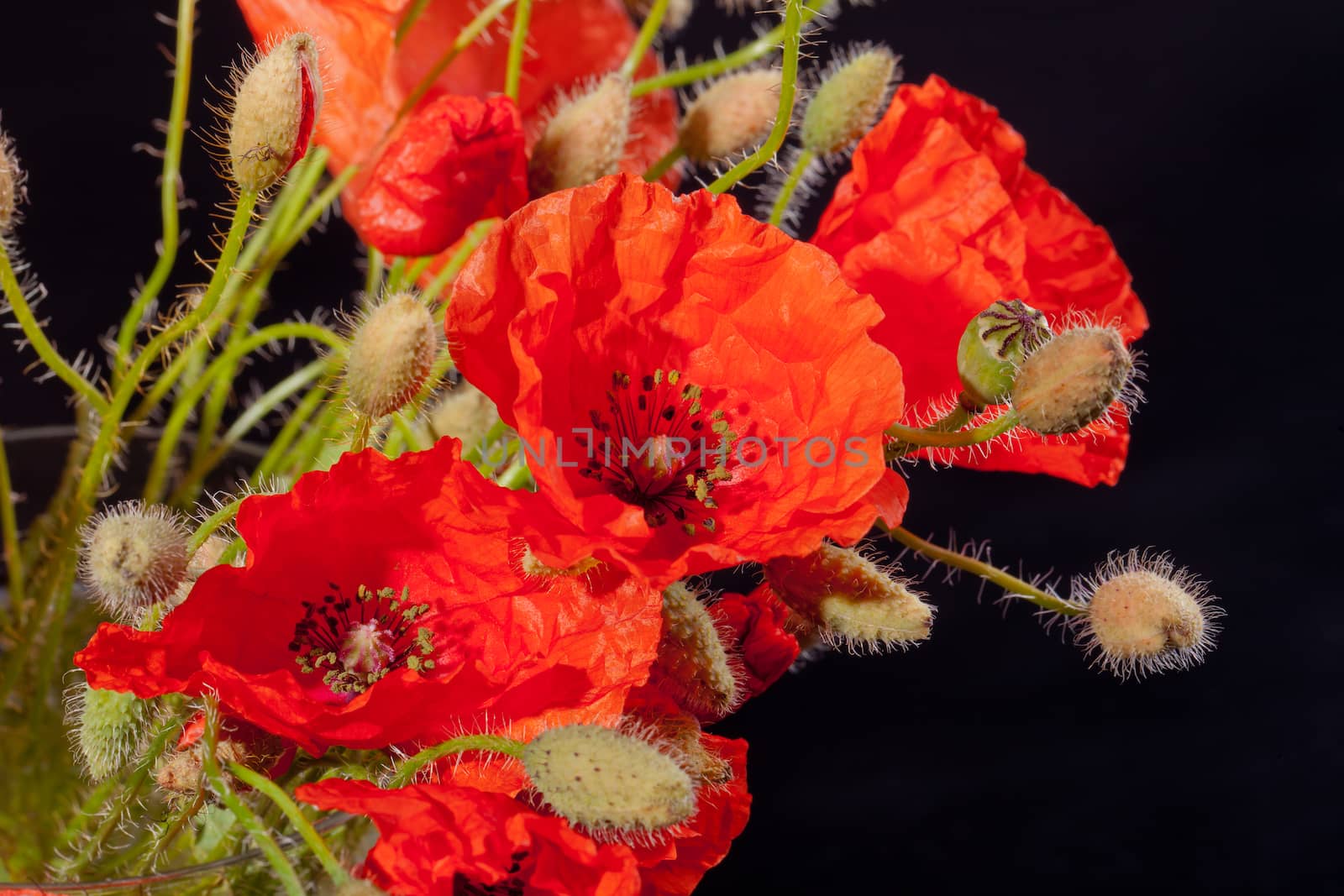 bouquet of red papavers with buds on black background