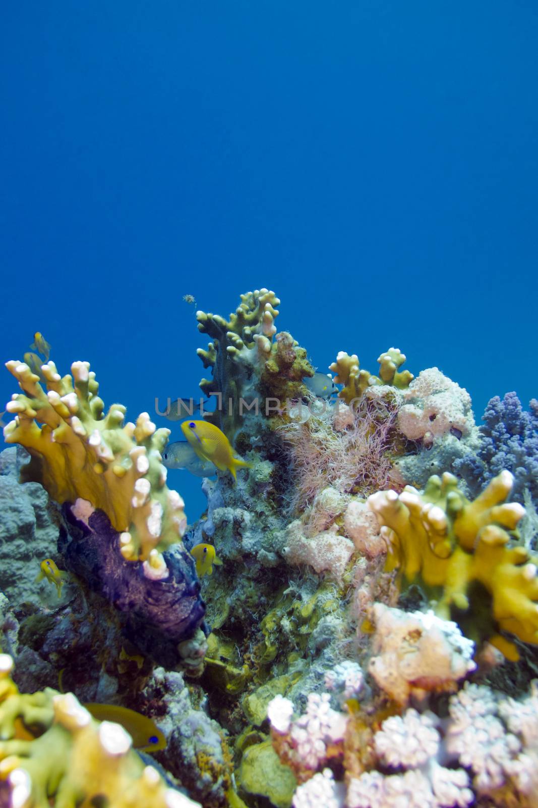 colorful coral reef on the bottom of tropical sea on blue water background by mychadre77