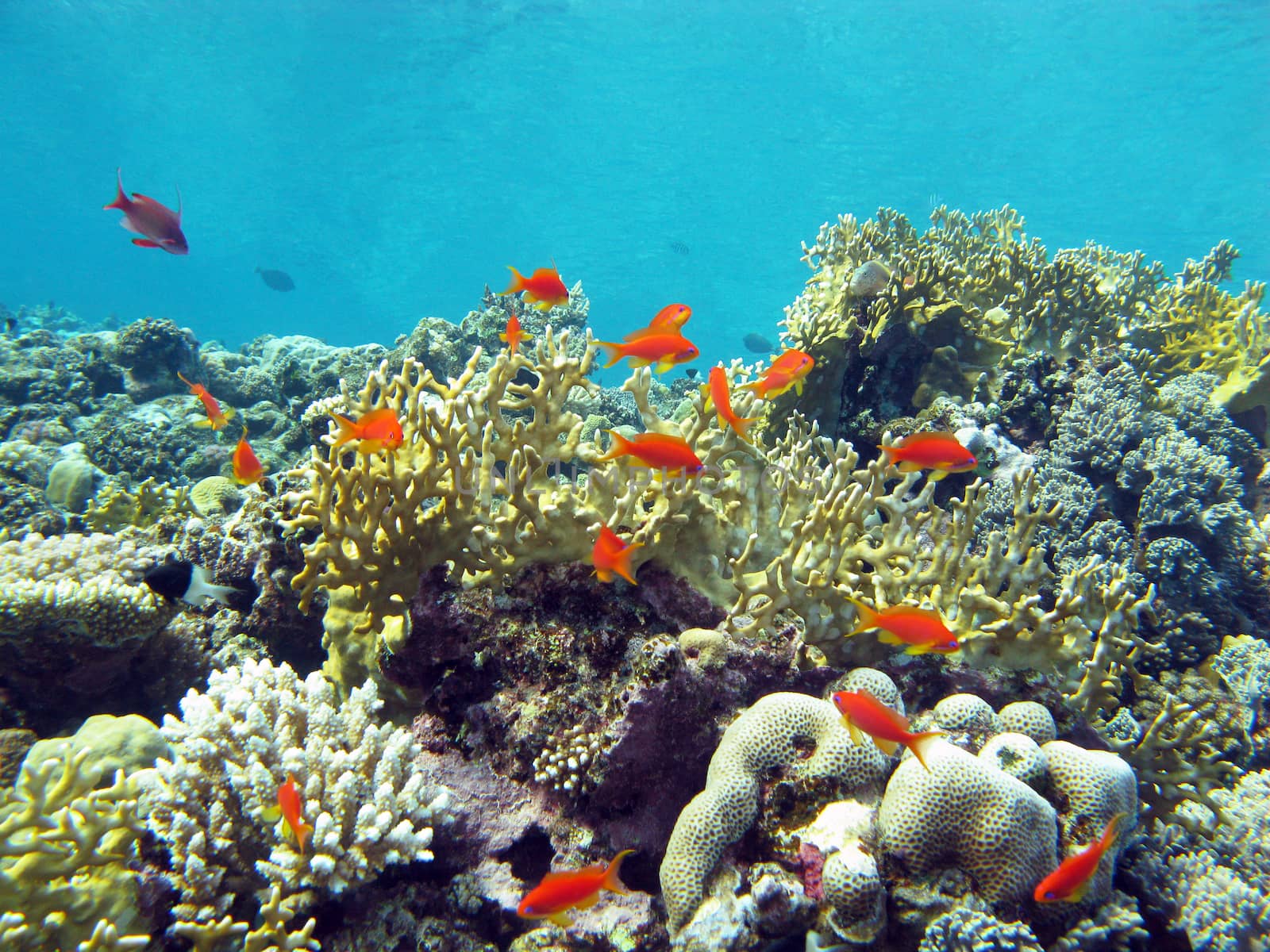 coral reef with hard and fire coral and exotic fishes at the bottom of tropical sea