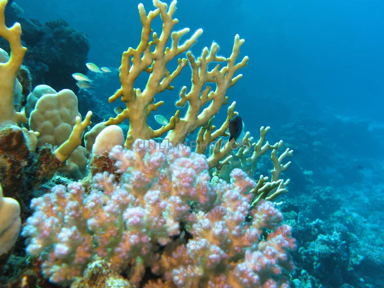 coral reef with fire coral on the bottom of tropical sea on blue water background