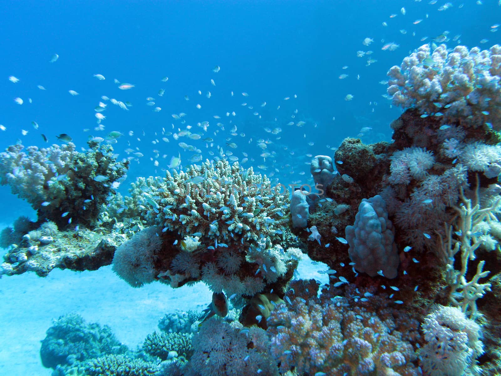 coral reef with hard corals and exotic fishes at the bottom of tropical sea by mychadre77