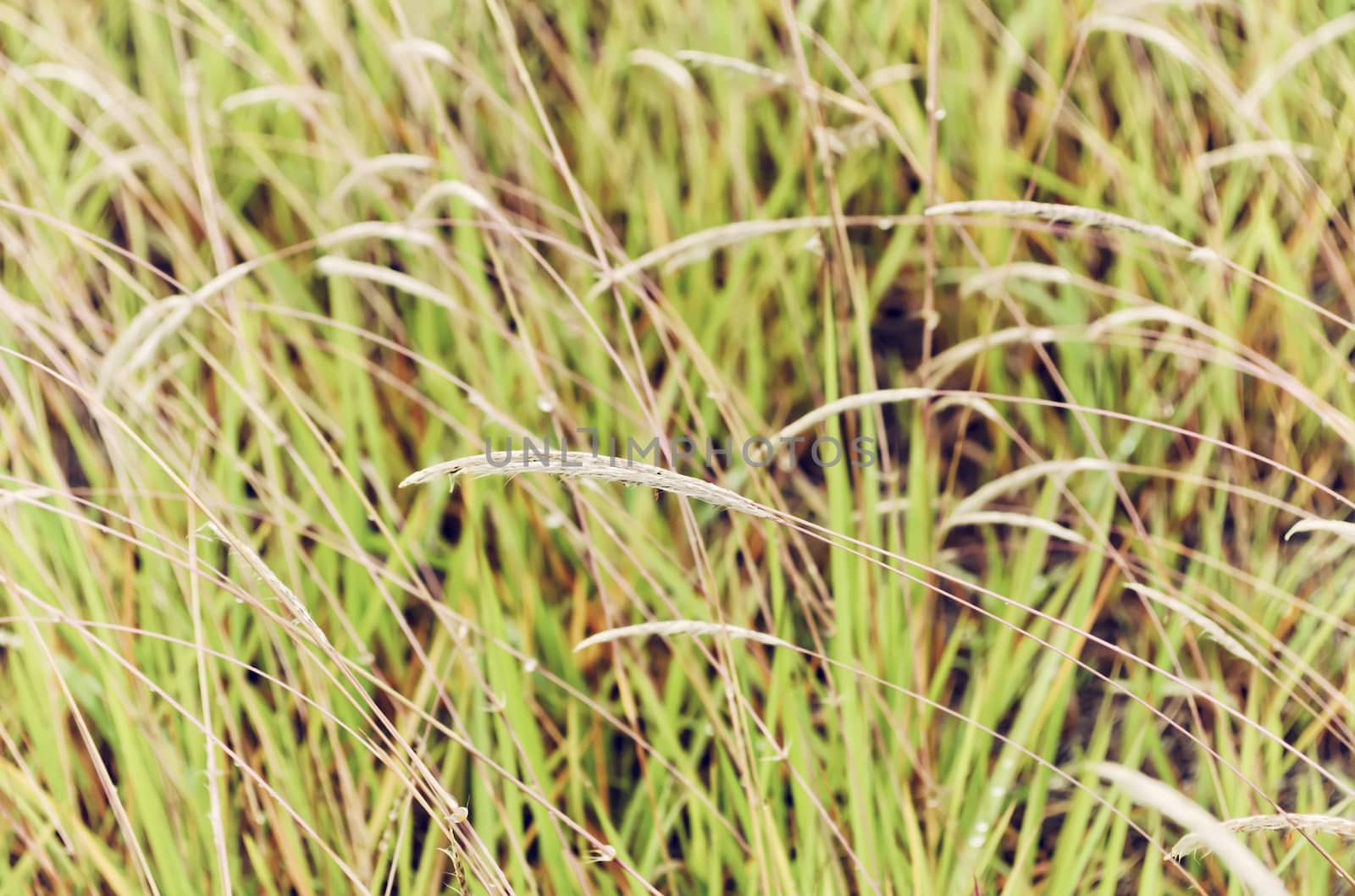 Old film look  of fresh green grass