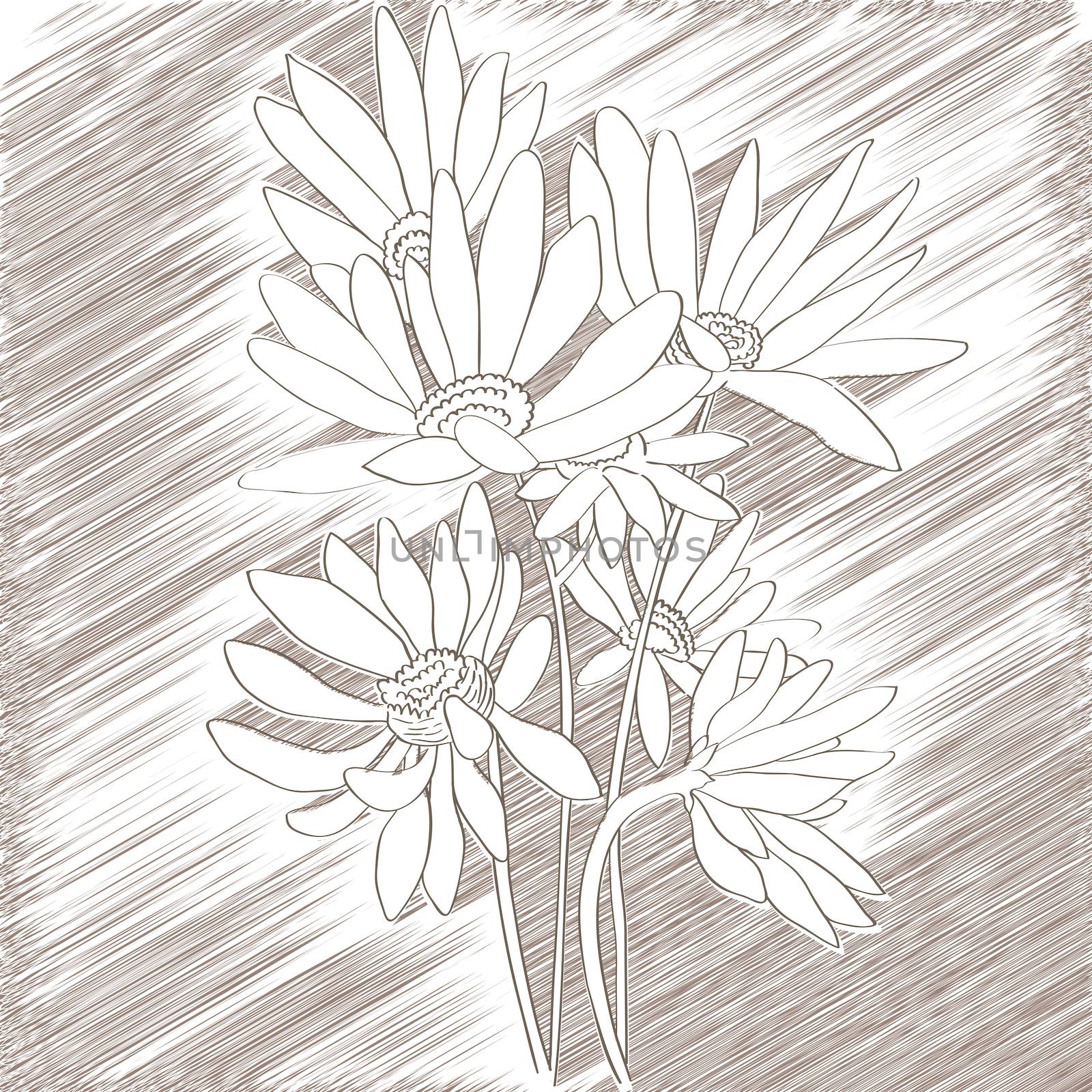 daisies sketch by catacos