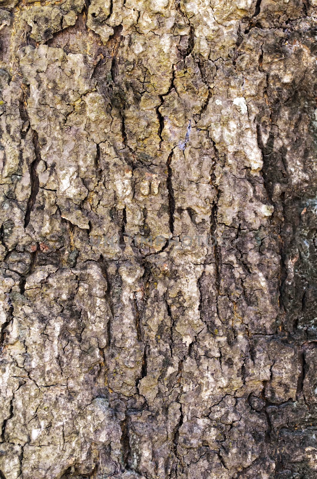 Abstract tree trunk texture of very old tree