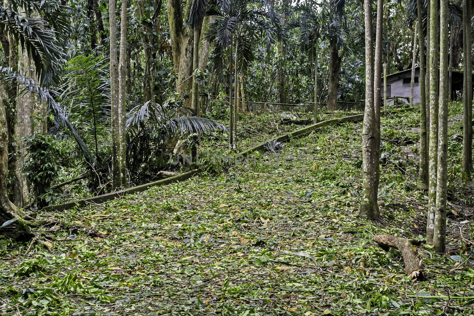 Leaves cover pathway of tropical garden after a strong typhoon