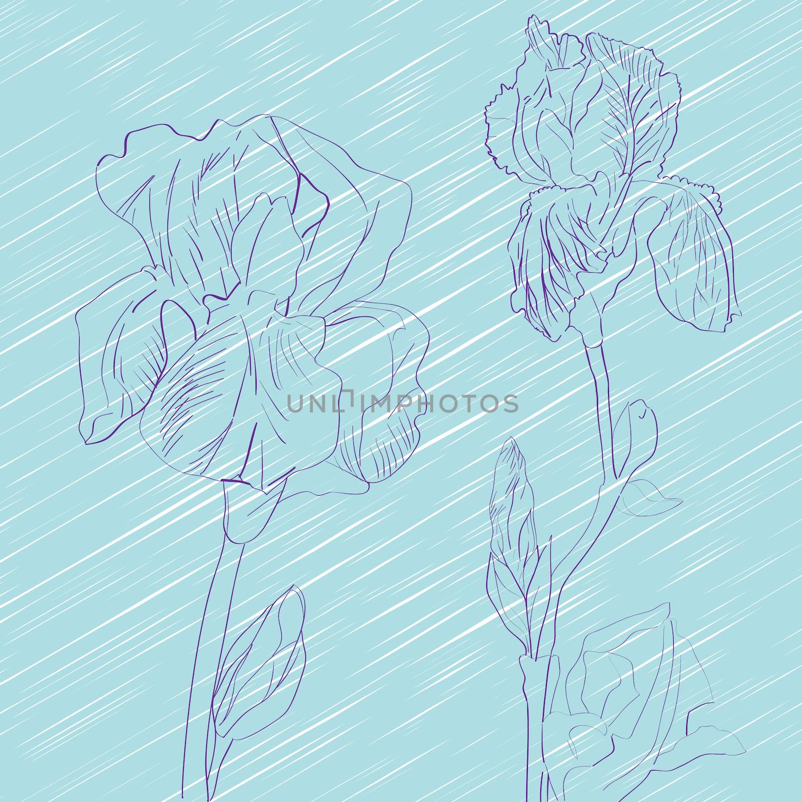 Hand drawn sketch composition with irises over a blue background, greeting card or ceramic tile
