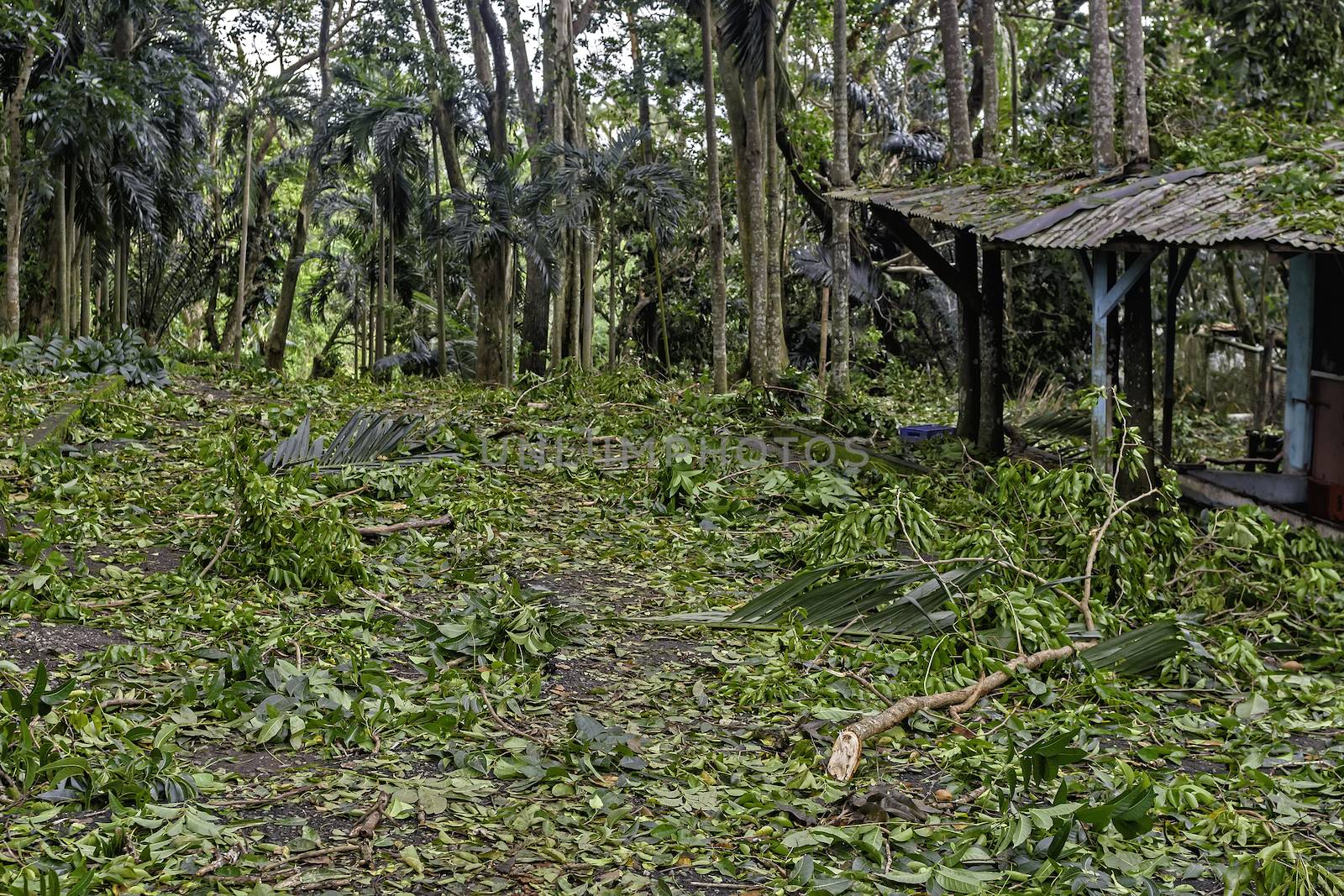 Tropical garden after a strong typhoon