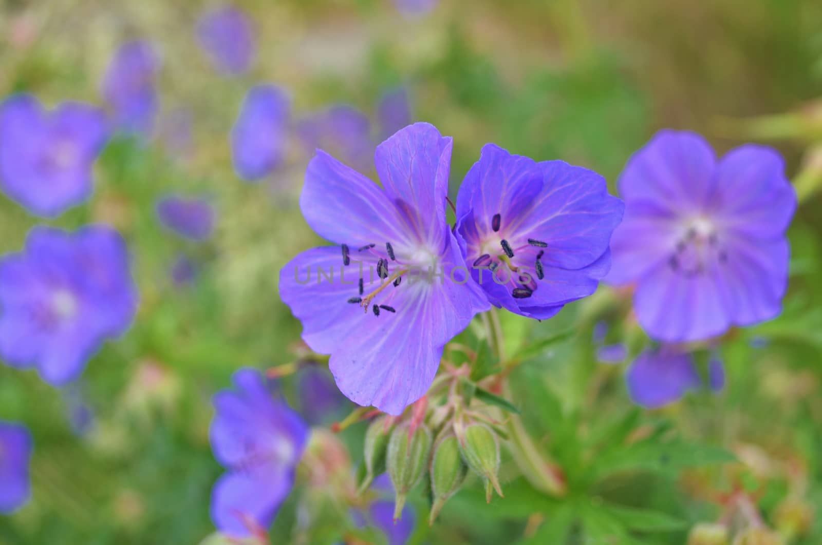 Close-up image of a Meadow Crane's-bill.