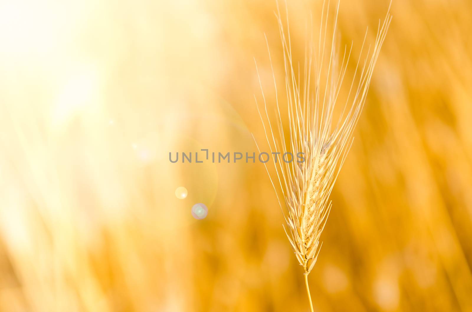 Detail of barley with nice bokeh background by martinm303