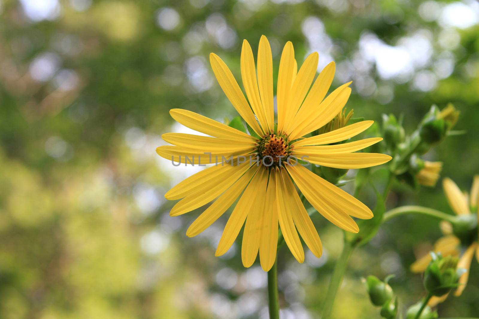 Jerusalem Artichoke single flower in early morning light