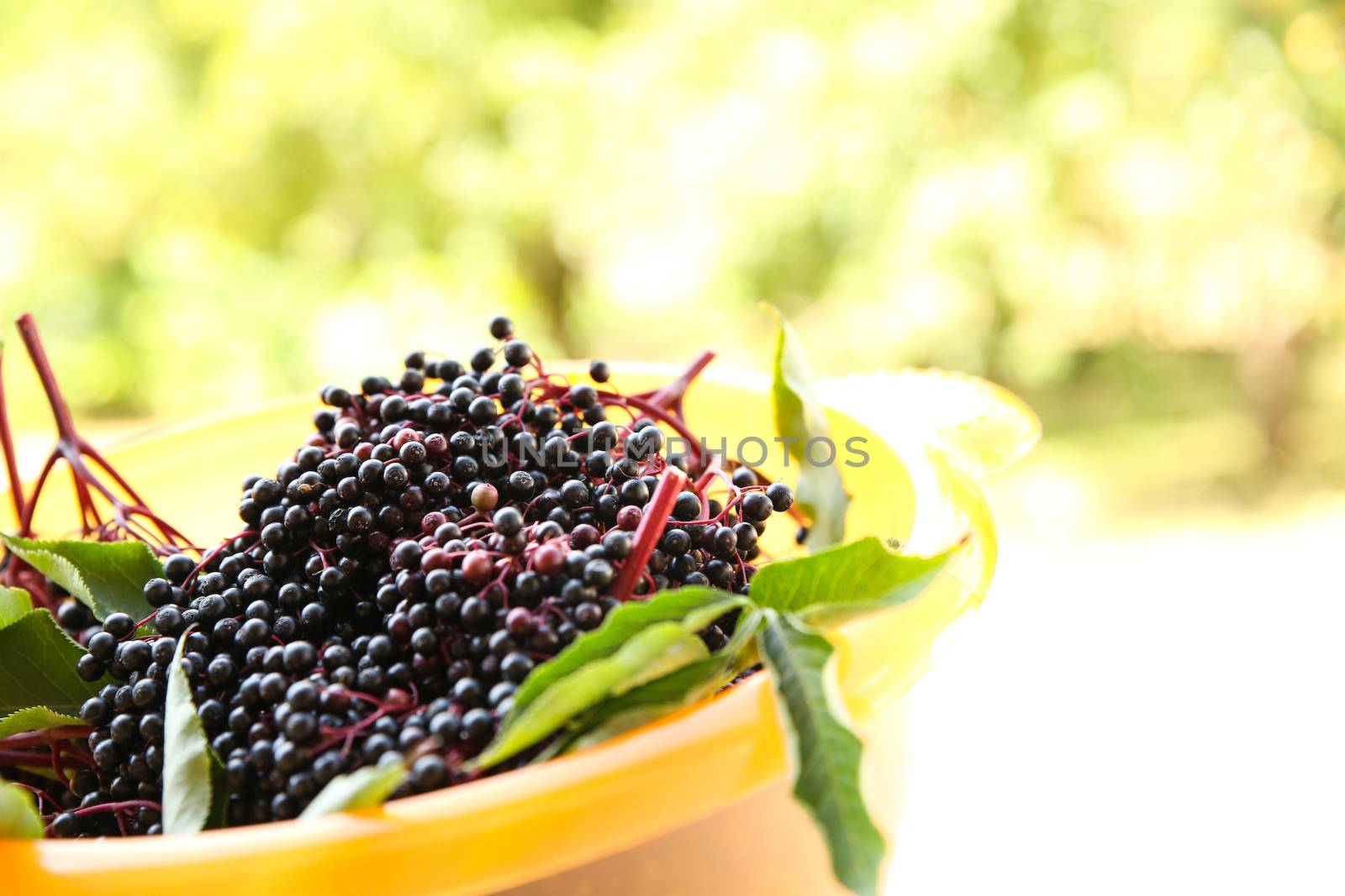 Juicy elder Berries in a bowl.