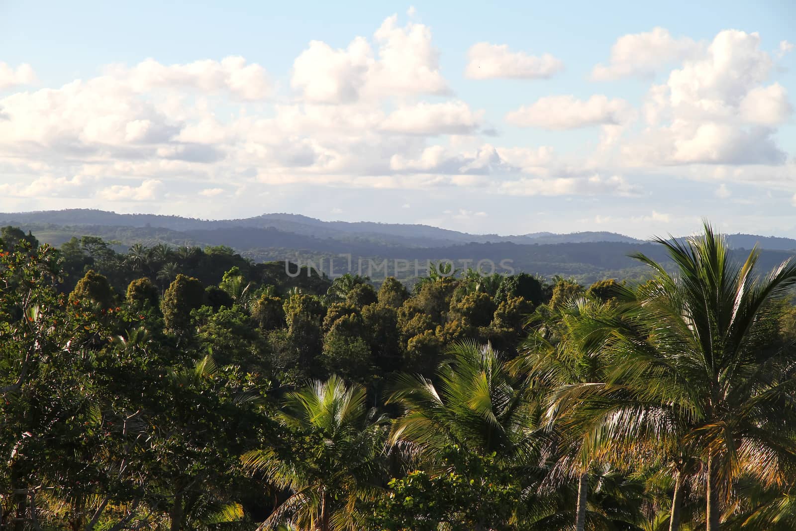 View over the brazilian Jungle in Bahia, Brazil, South america.