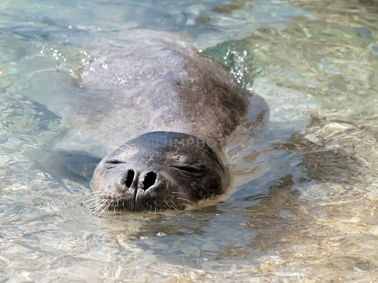 Mediterranean monk seal  by sewer12