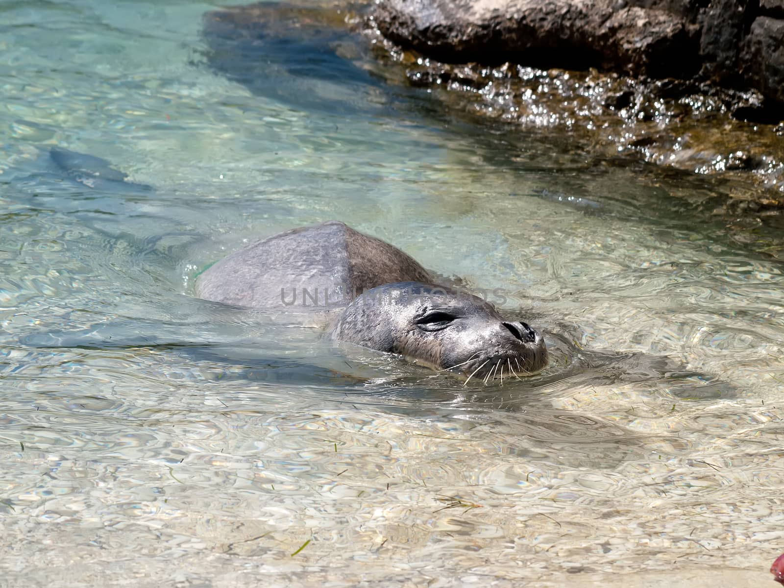 Mediterranean monk seal  by sewer12