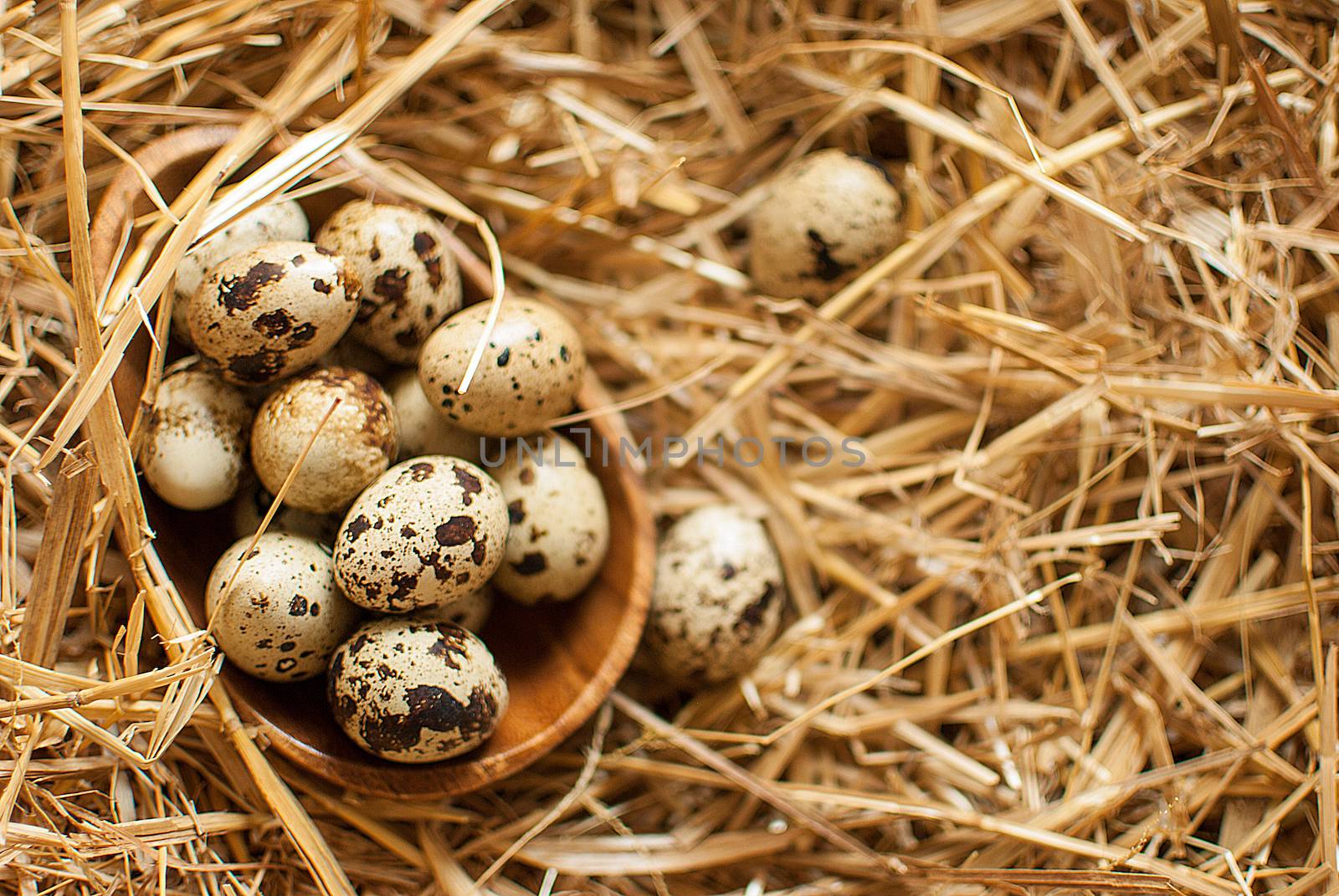 healthy fresh organic quail eggs