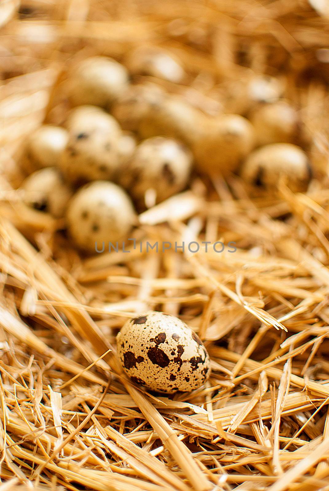 quail eggs by Dessie_bg