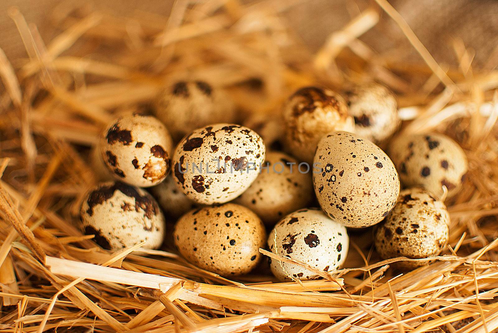 healthy fresh organic quail eggs