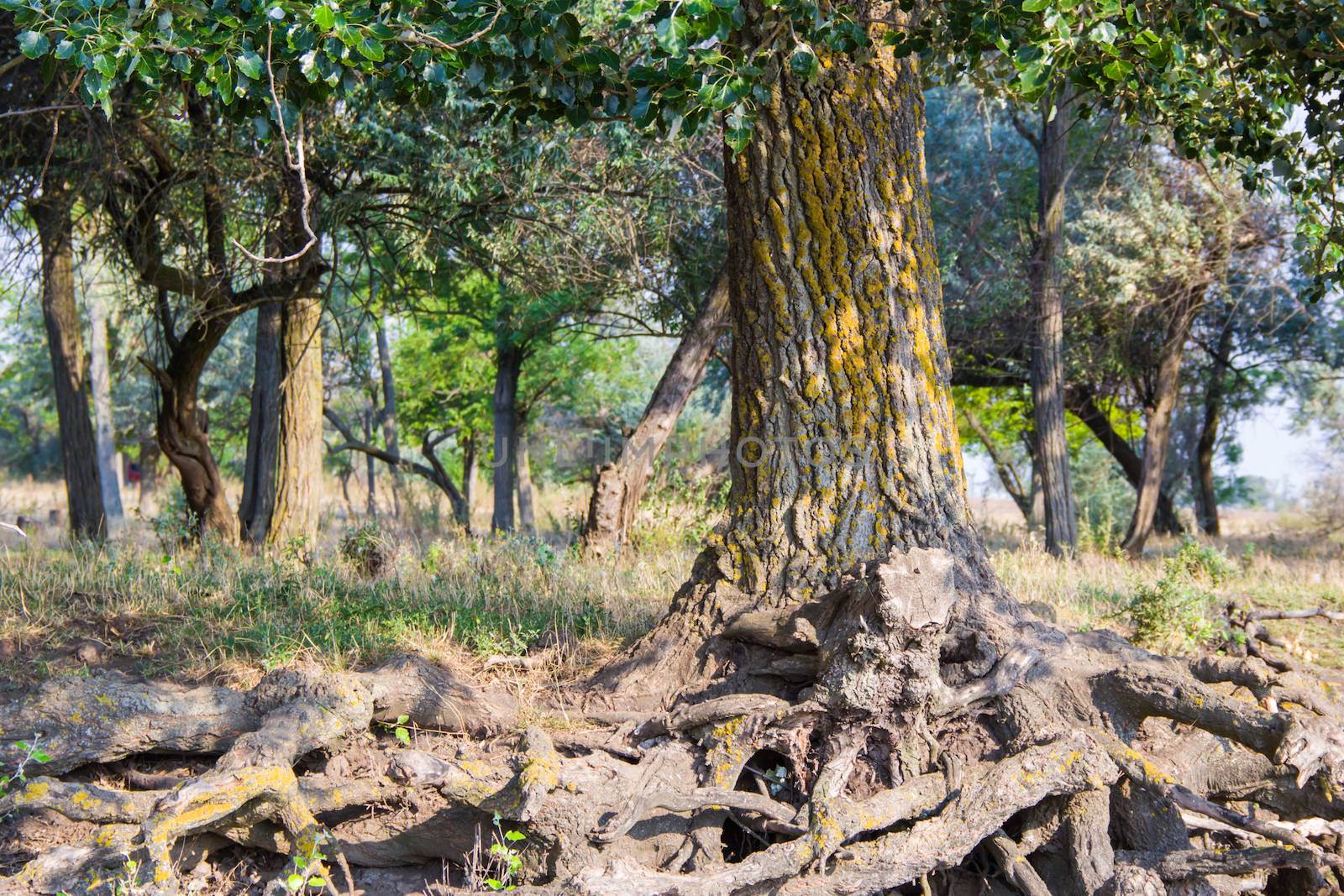 green big tree roots in the forest