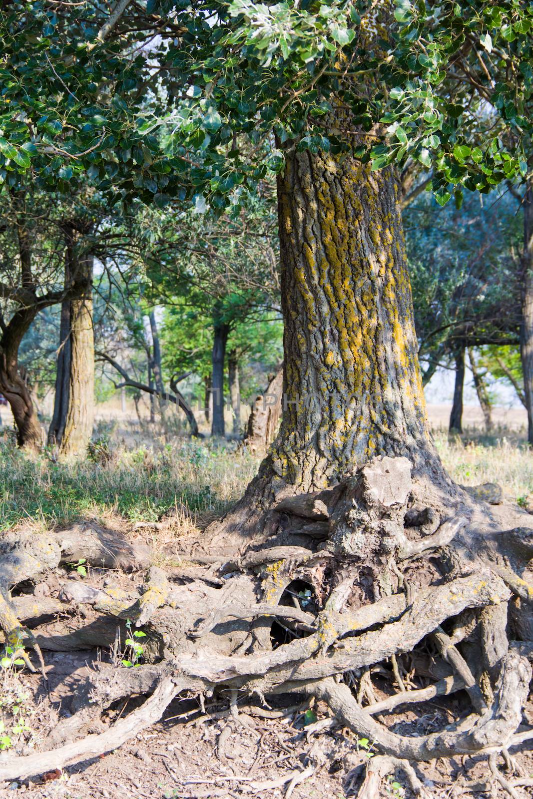 green big tree roots in the forest