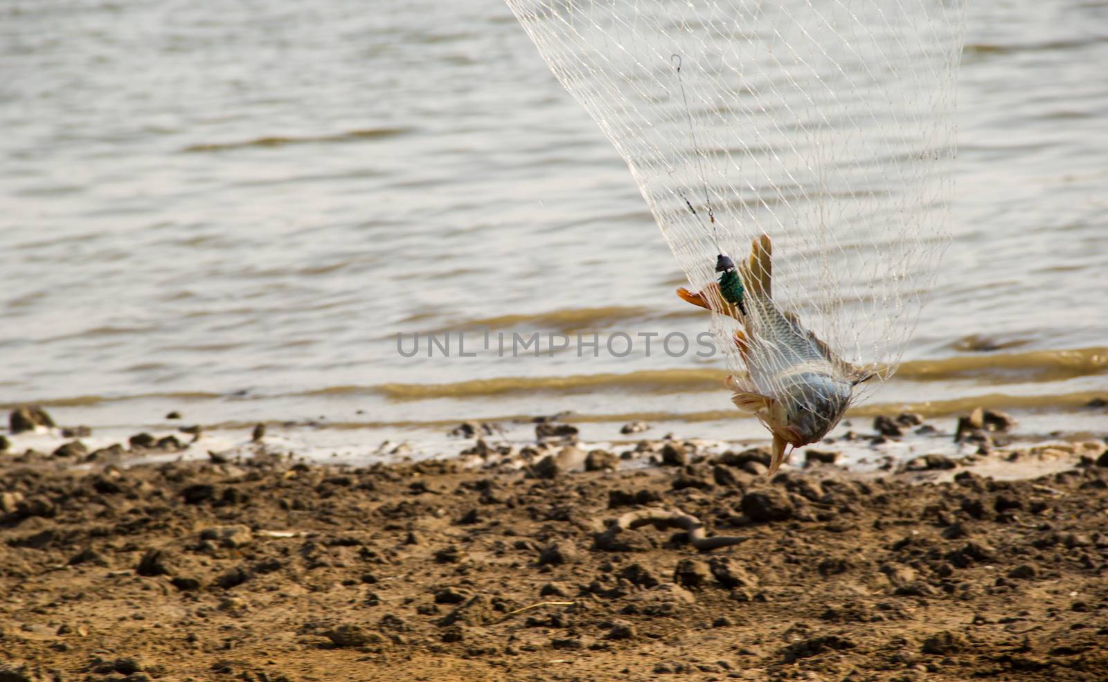 fish catch with one big grey carp