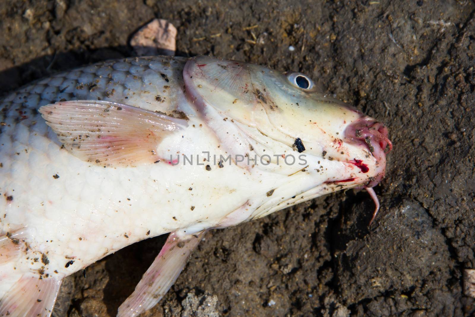 fish catch with one big grey carp