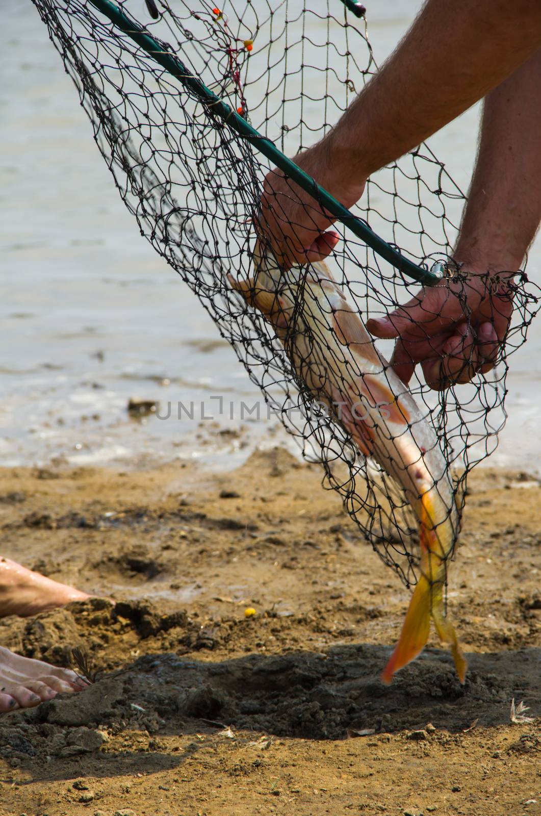 fish catch with one big grey carp