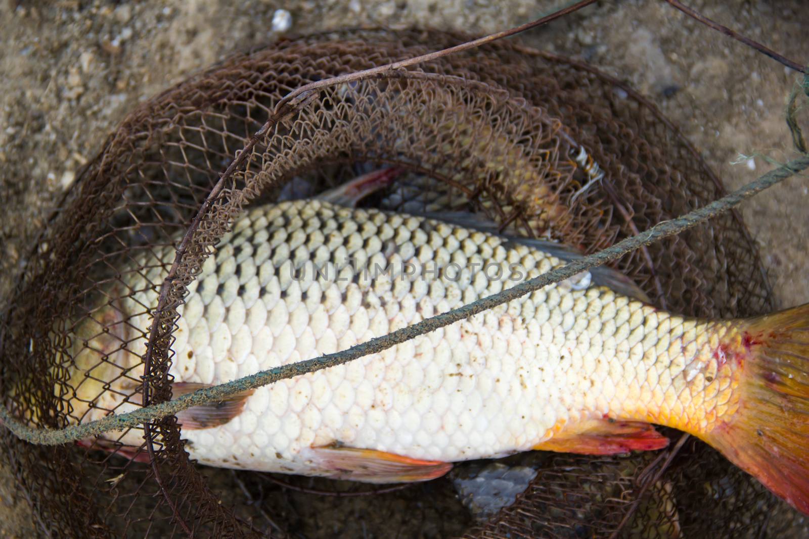 fish catch with one big grey carps