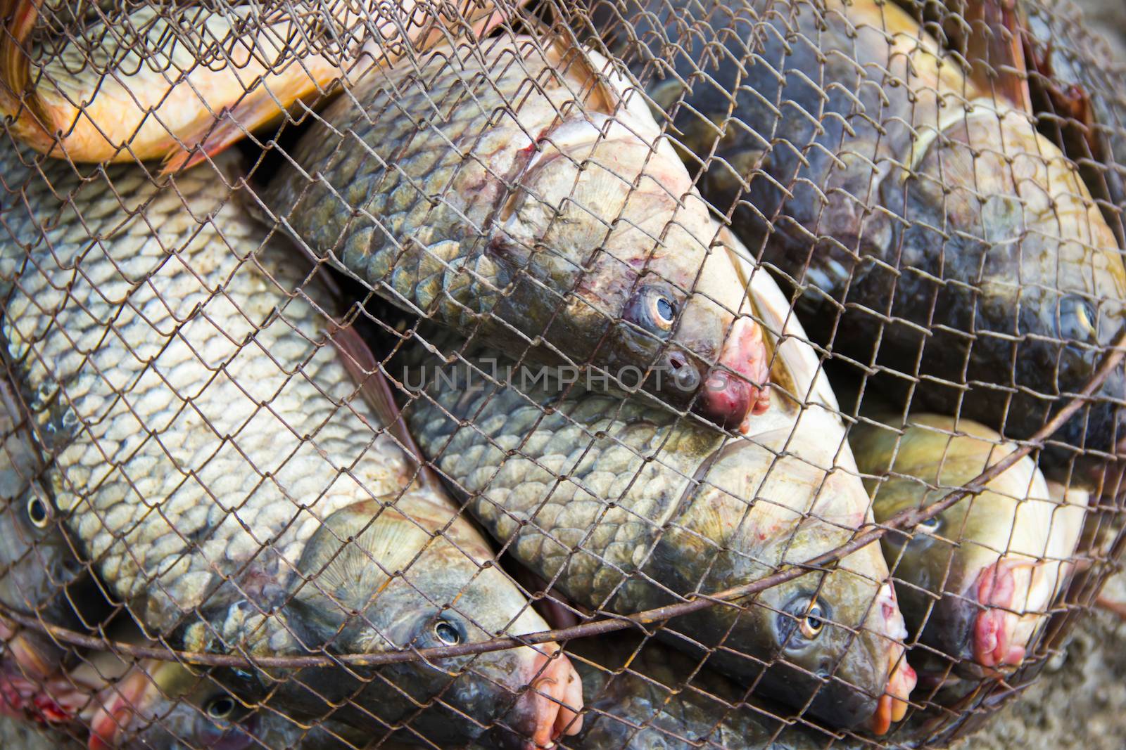 fish catch with many big grey carps