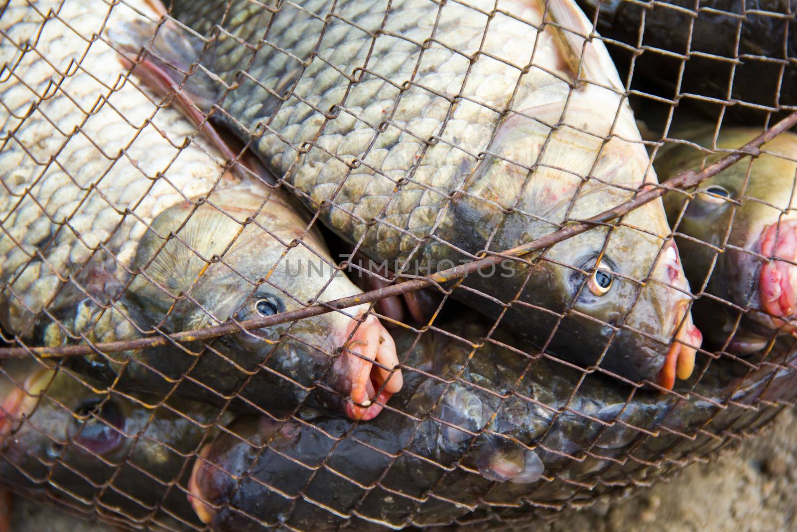 fish catch with many big grey carps