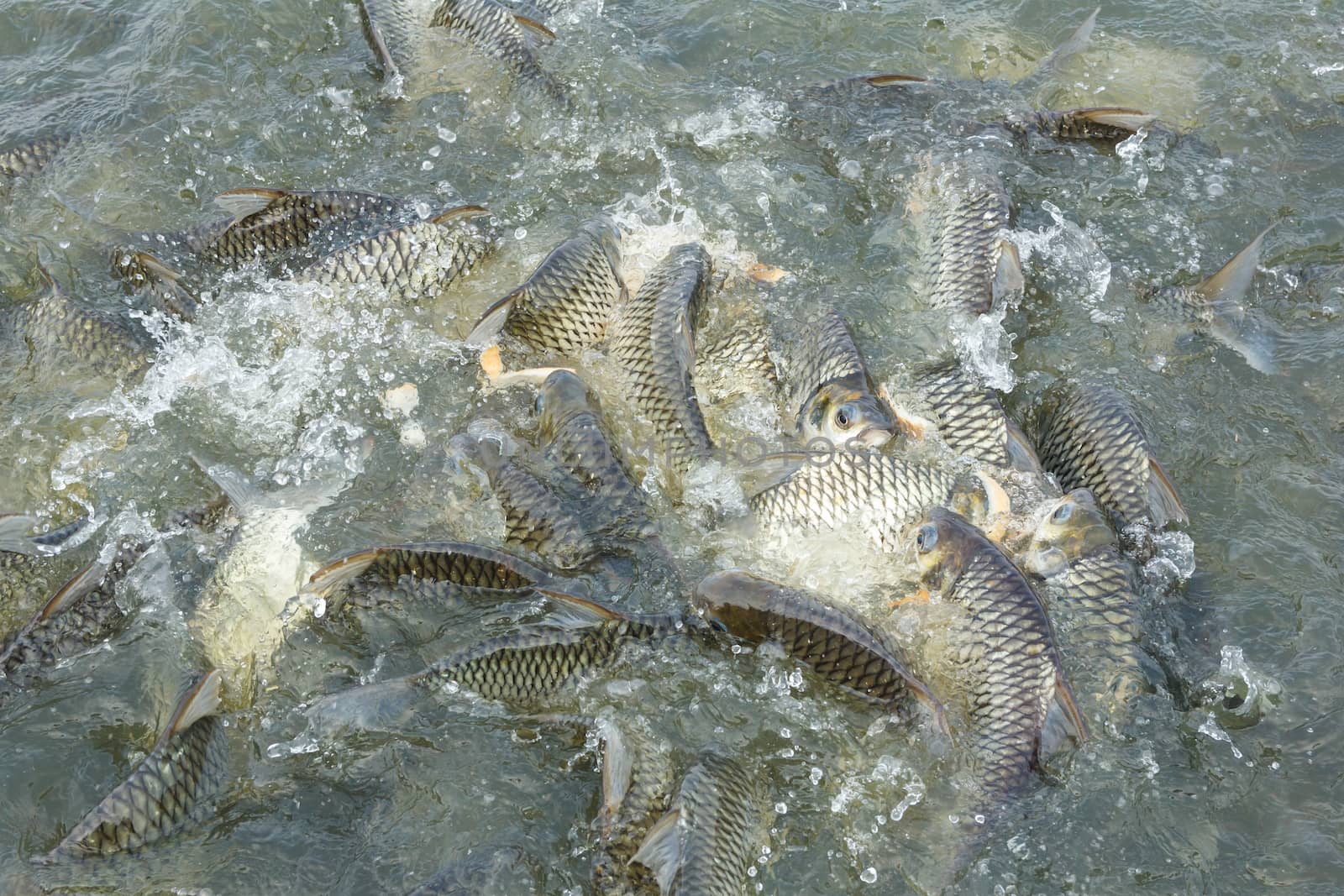 Silver barb fish in pond by vitawin