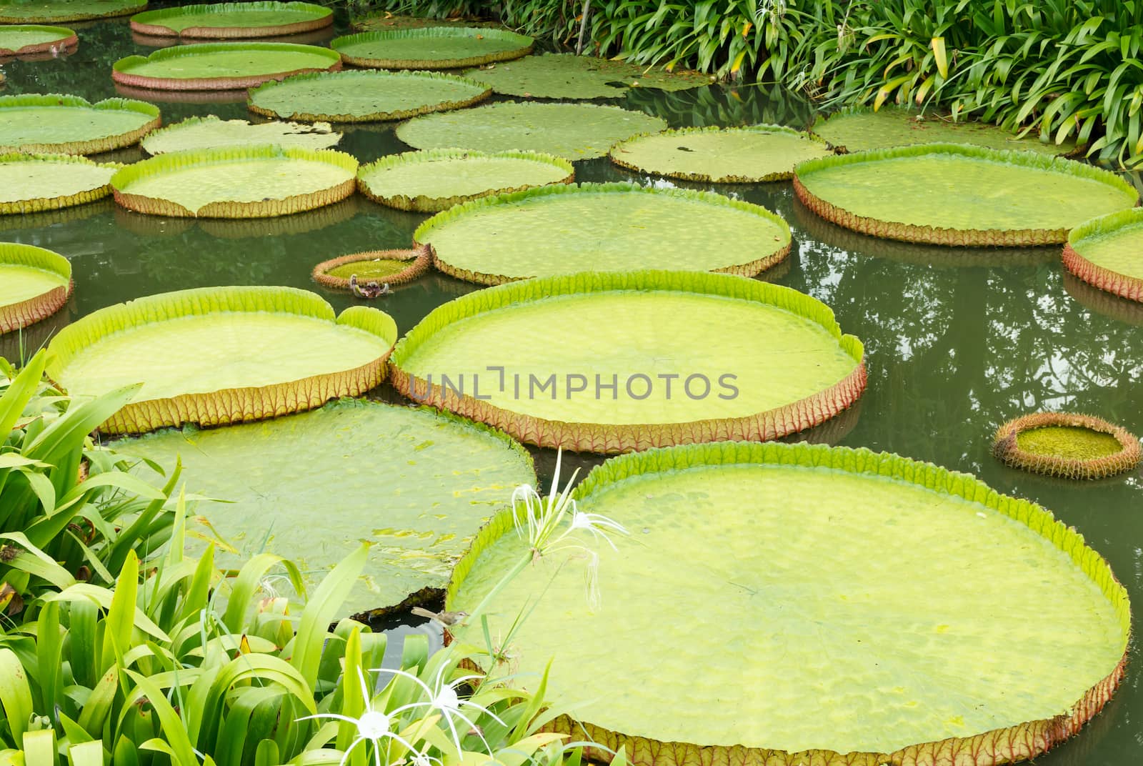 Victoria waterlily leaves in pond