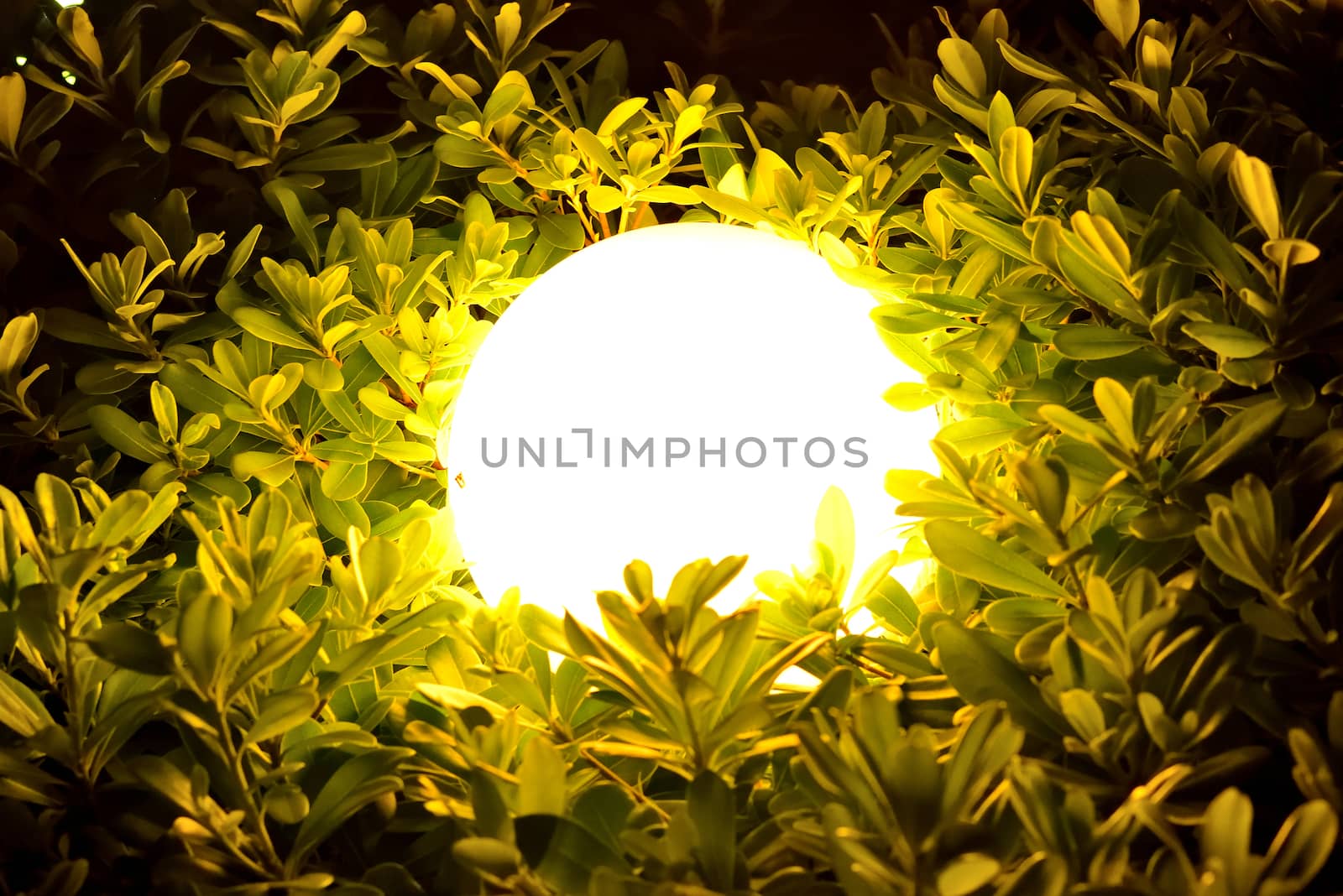 Night sphere light through leaves and branches. Abstract background