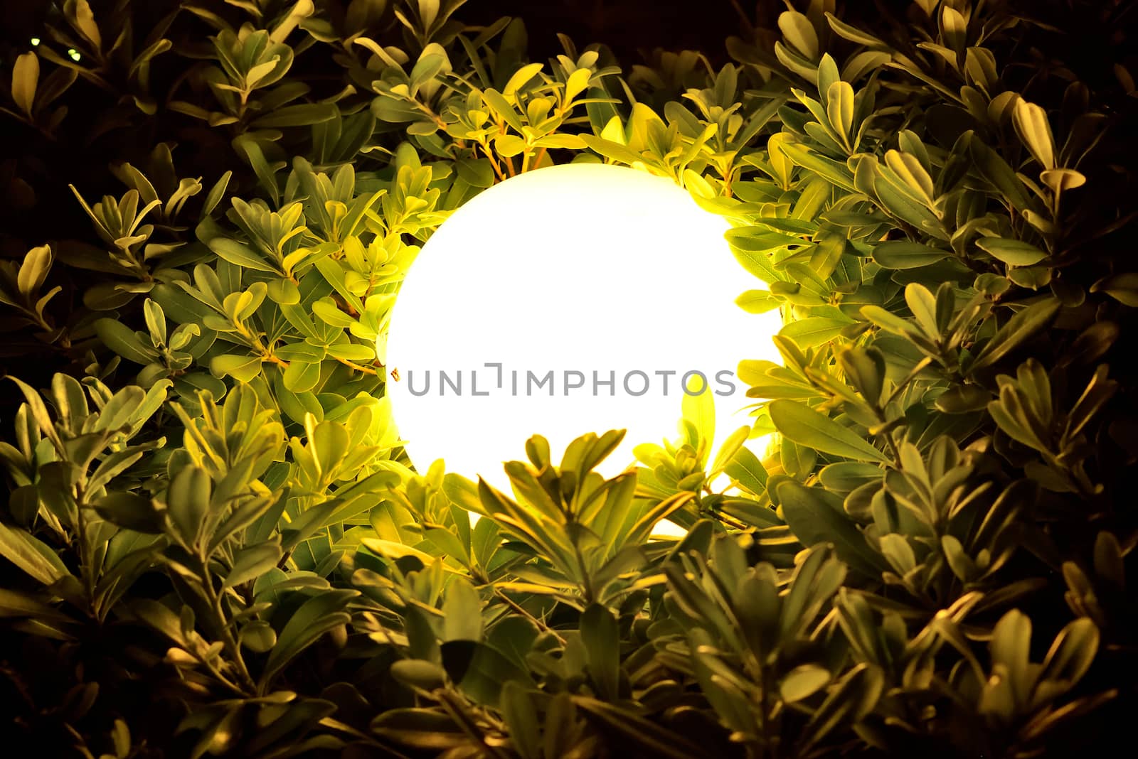 Night sphere light through leaves and branches. Abstract background