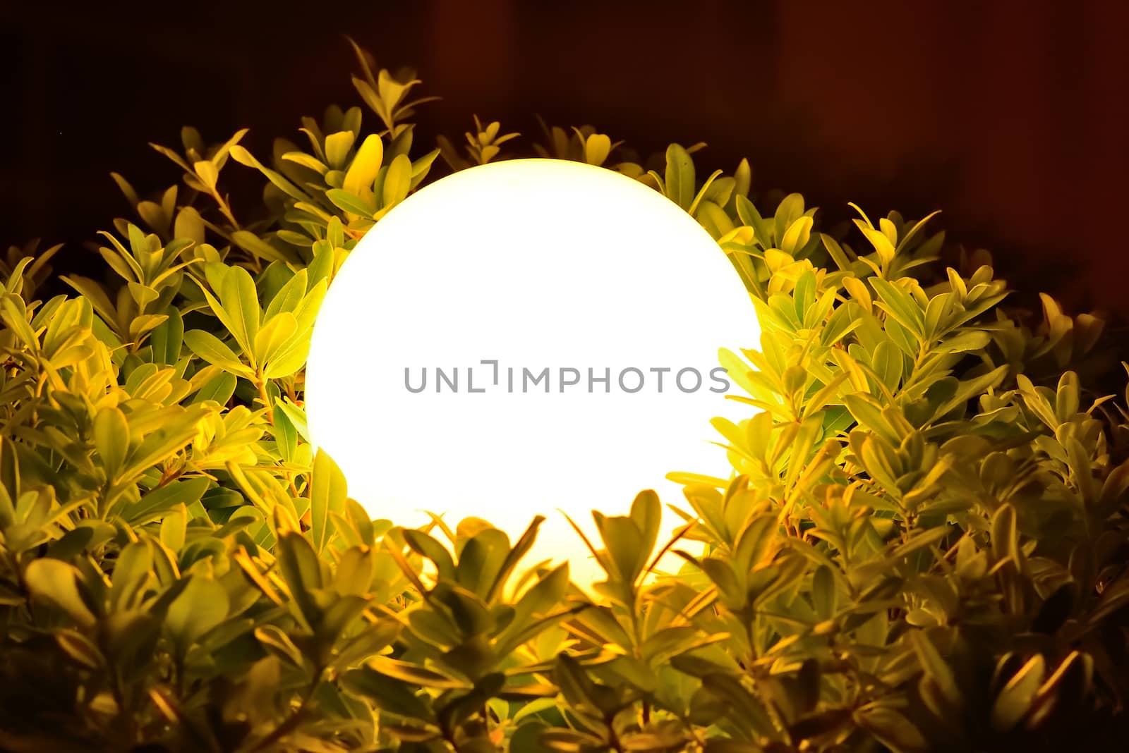 Night sphere light through leaves and branches by cherezoff