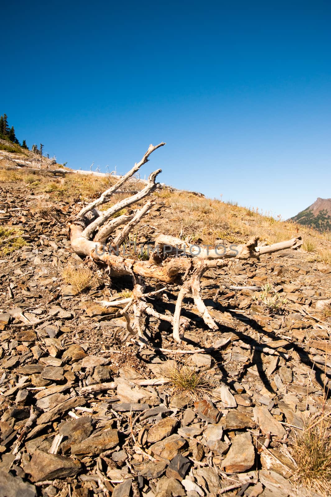 Detail of Hurricane Ridge in the Olympic Peninsula