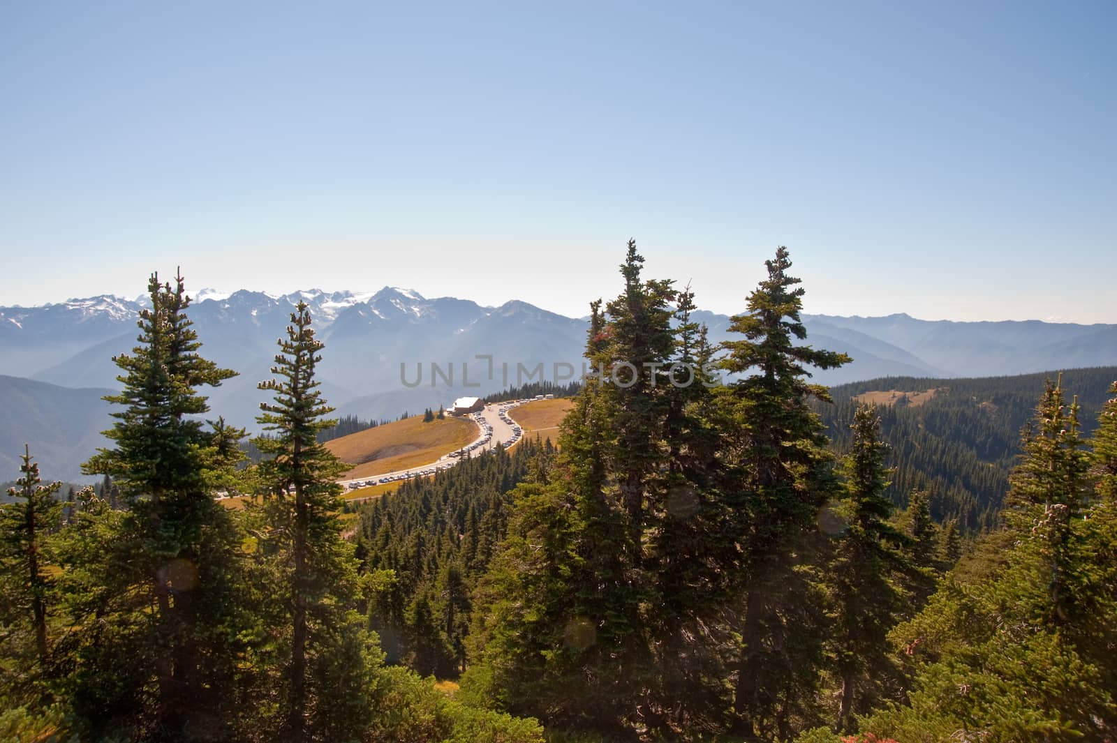 Hurricane Ridge in the Olympic Peninsula