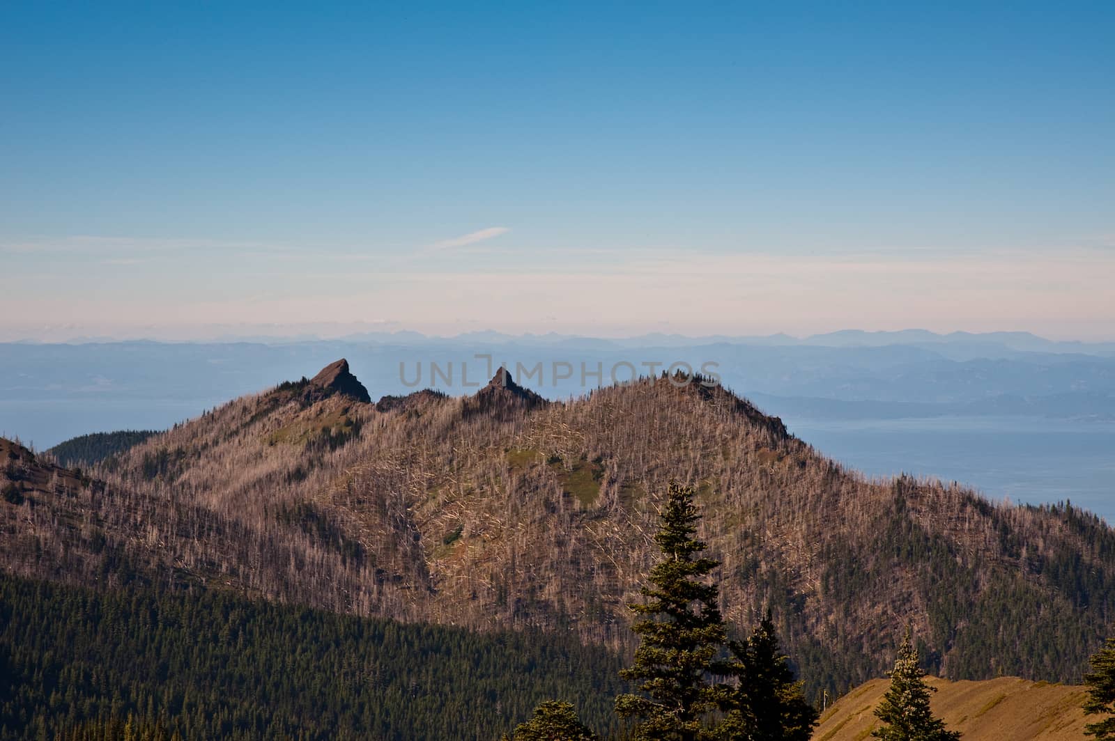 Hurricane Ridge in the Olympic Peninsula