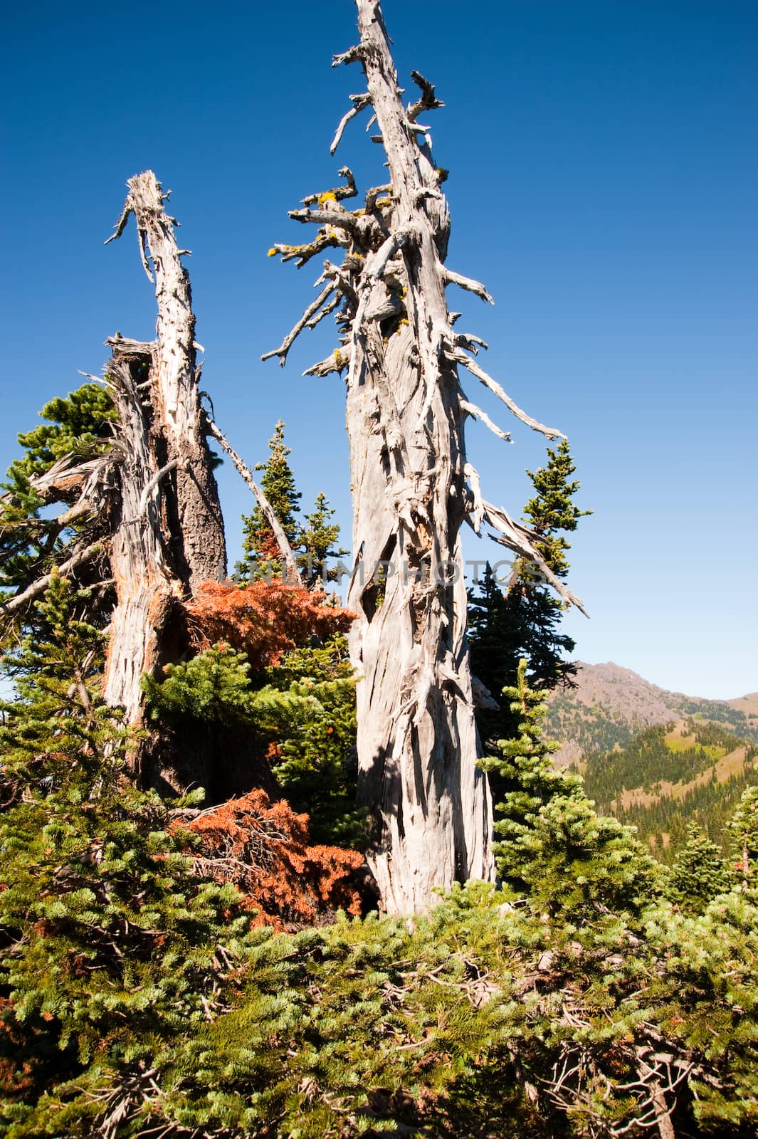 Hurricane Ridge in the Olympic Peninsula