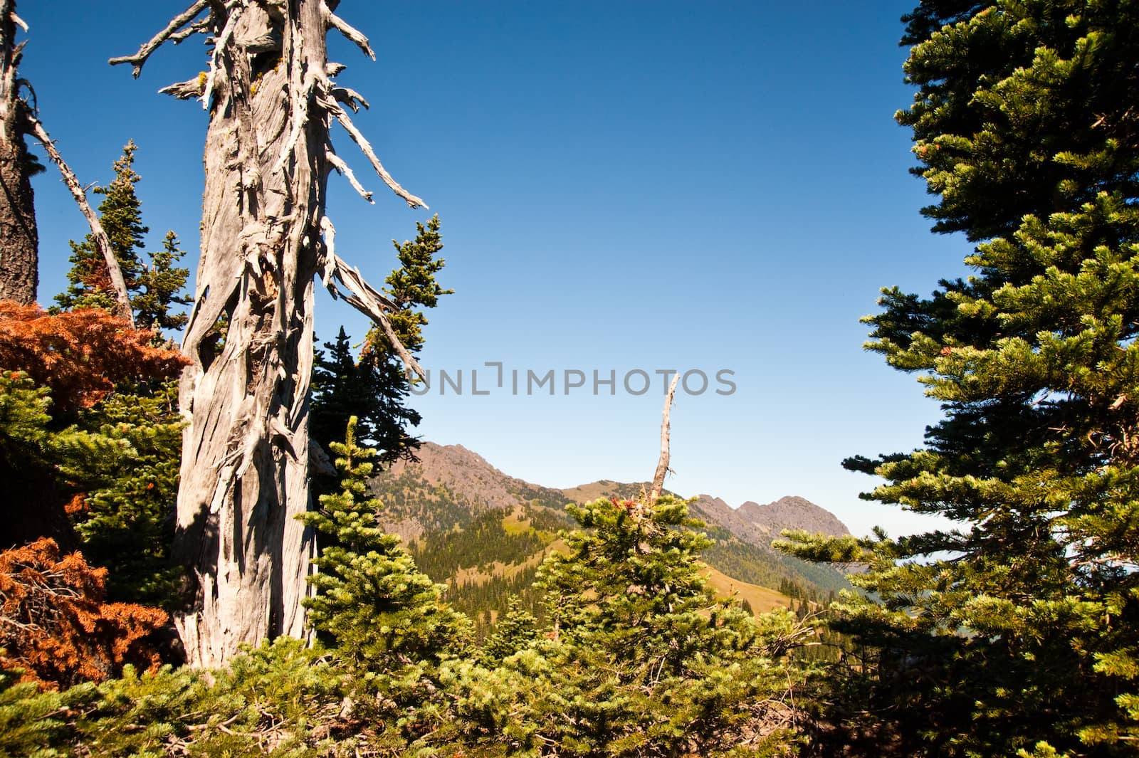 Hurricane Ridge in the Olympic Peninsula