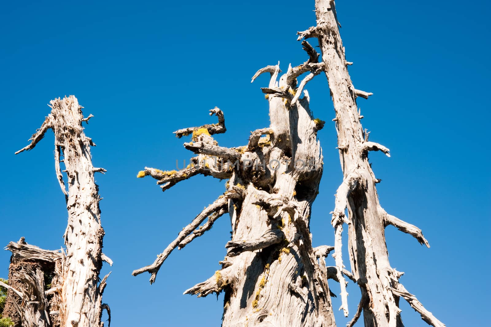 Detail of Hurricane Ridge in the Olympic Peninsula