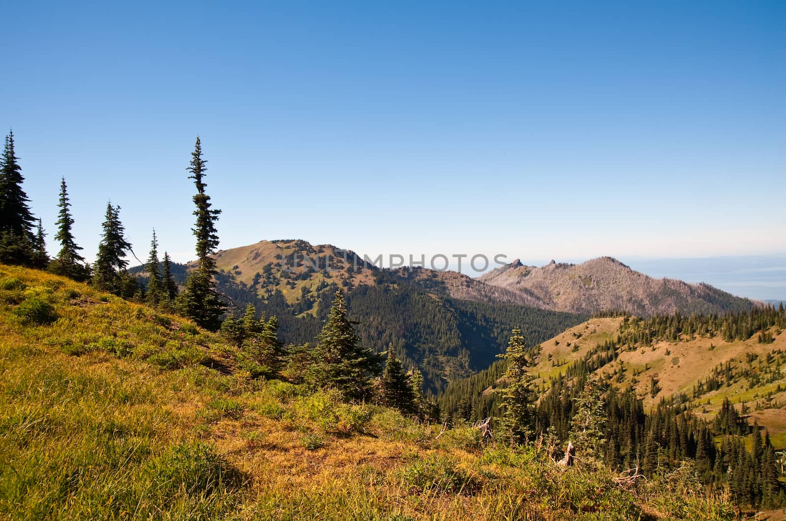 Hurricane Ridge in the Olympic Peninsula