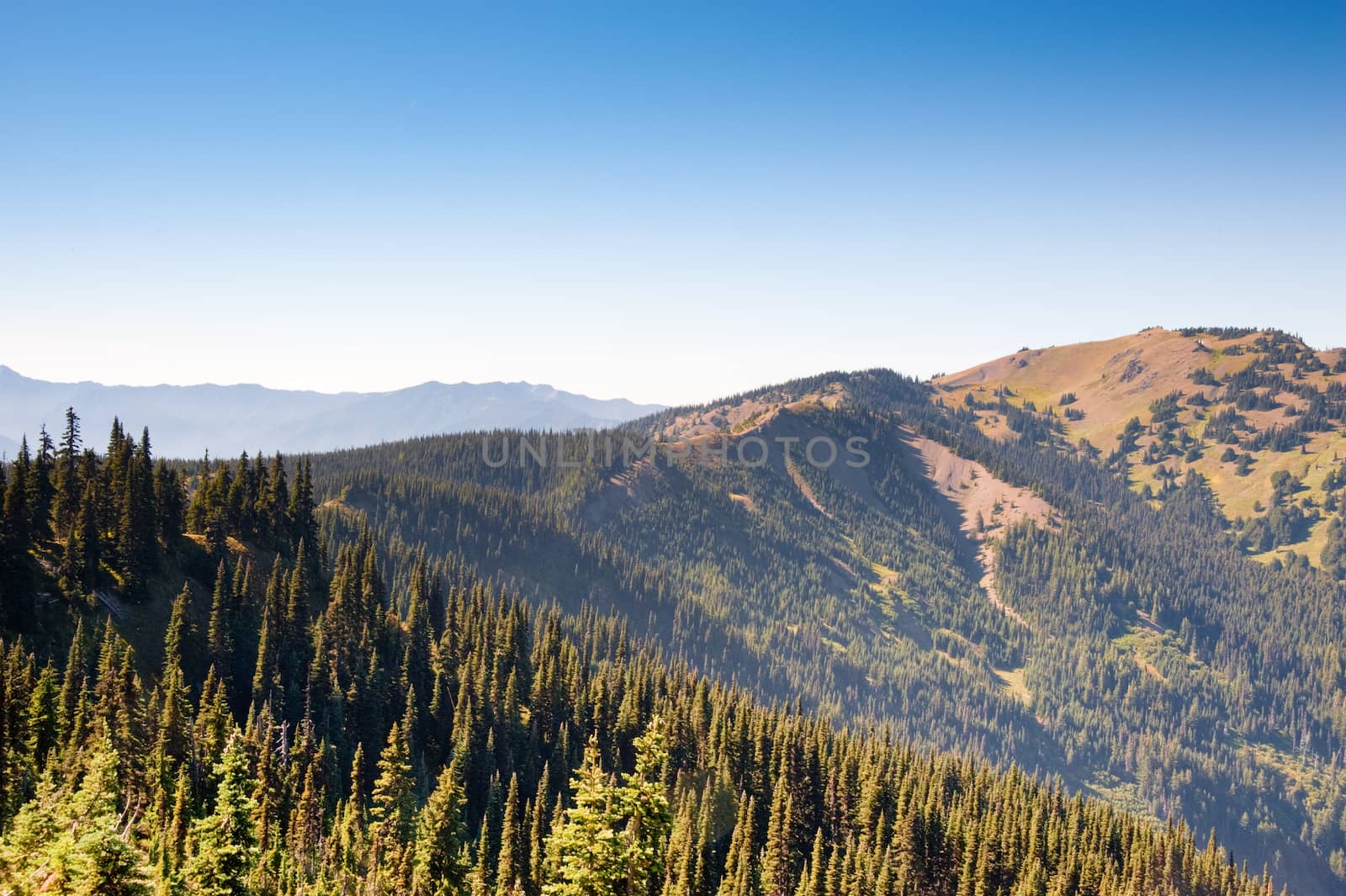 Hurricane Ridge in the Olympic Peninsula