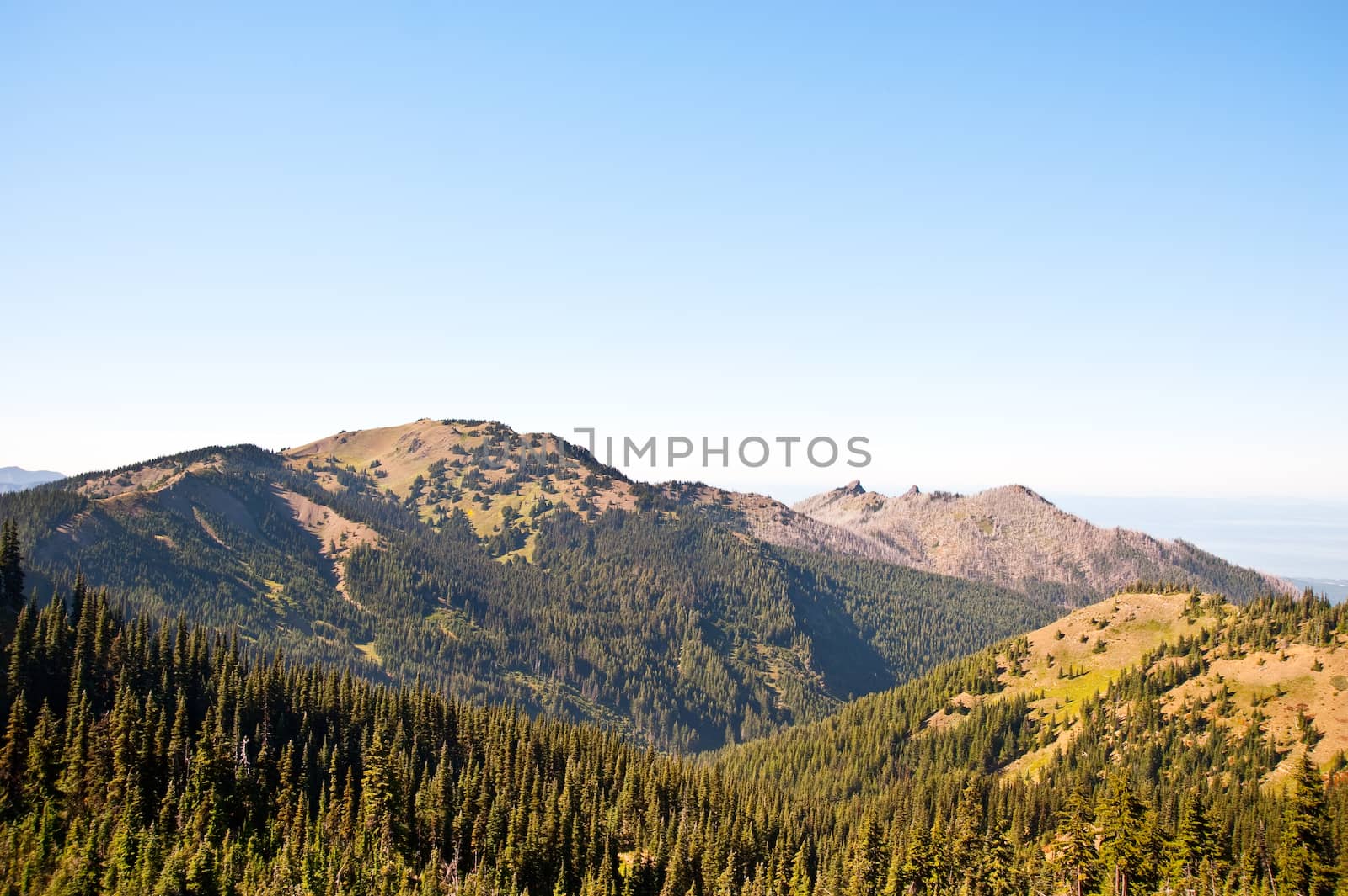 Hurricane Ridge in the Olympic Peninsula