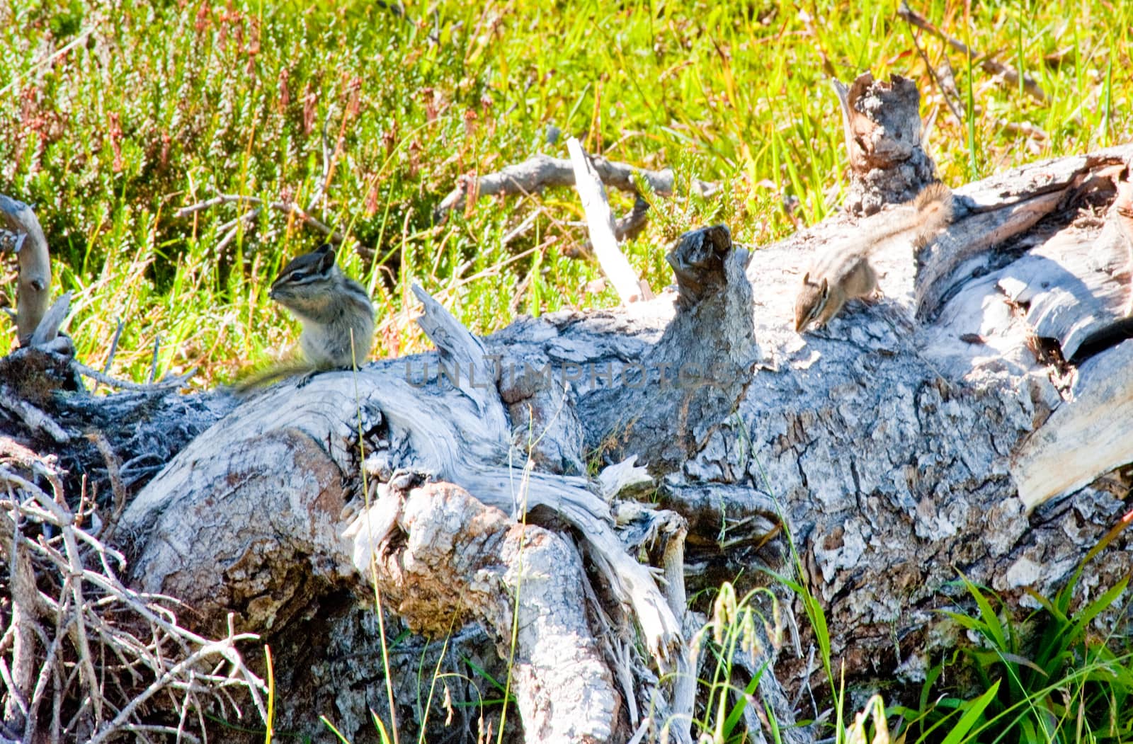 Chipmunk in the Olympic Peninsula