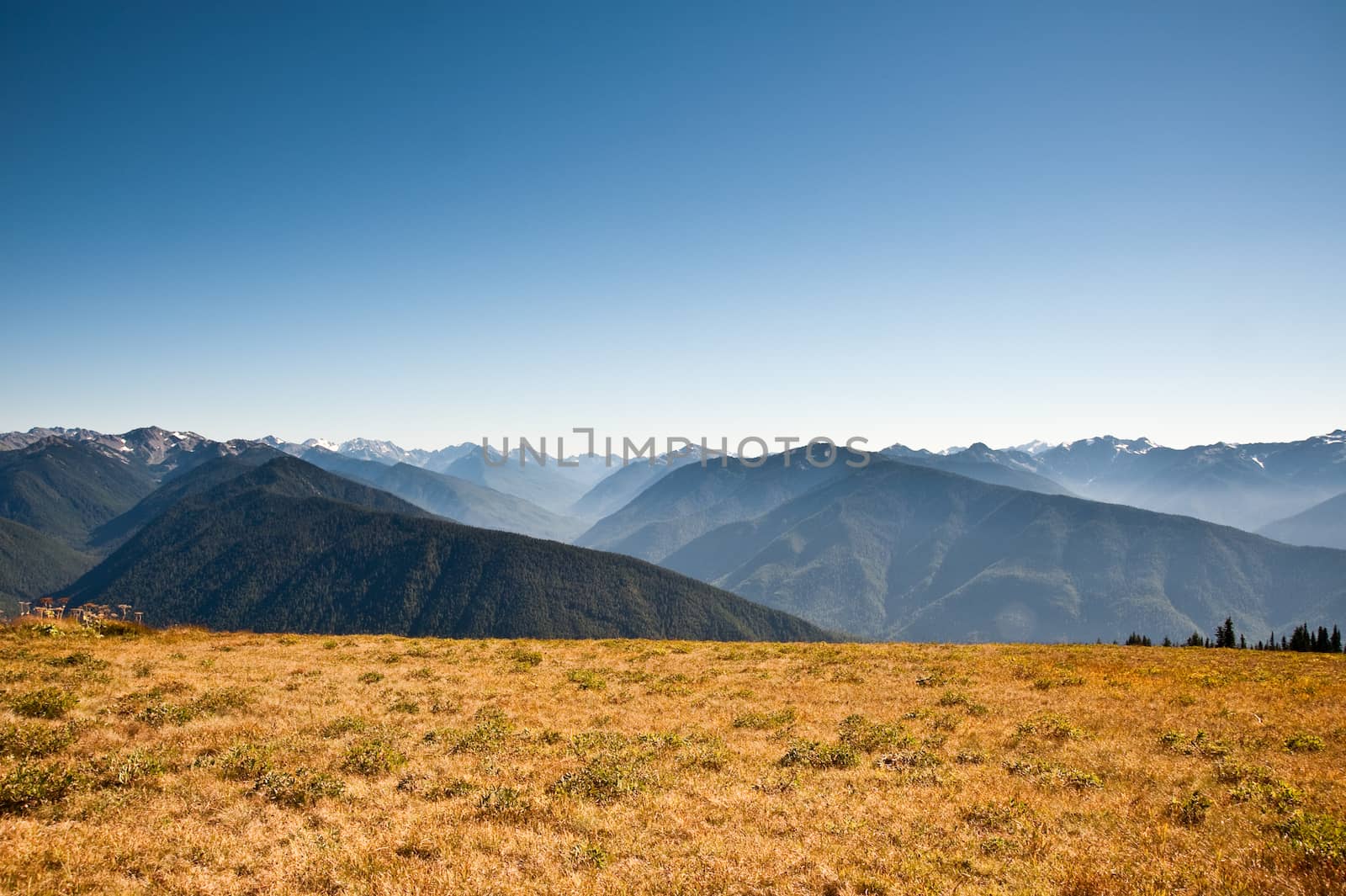Hurricane Ridge in the Olympic Peninsula