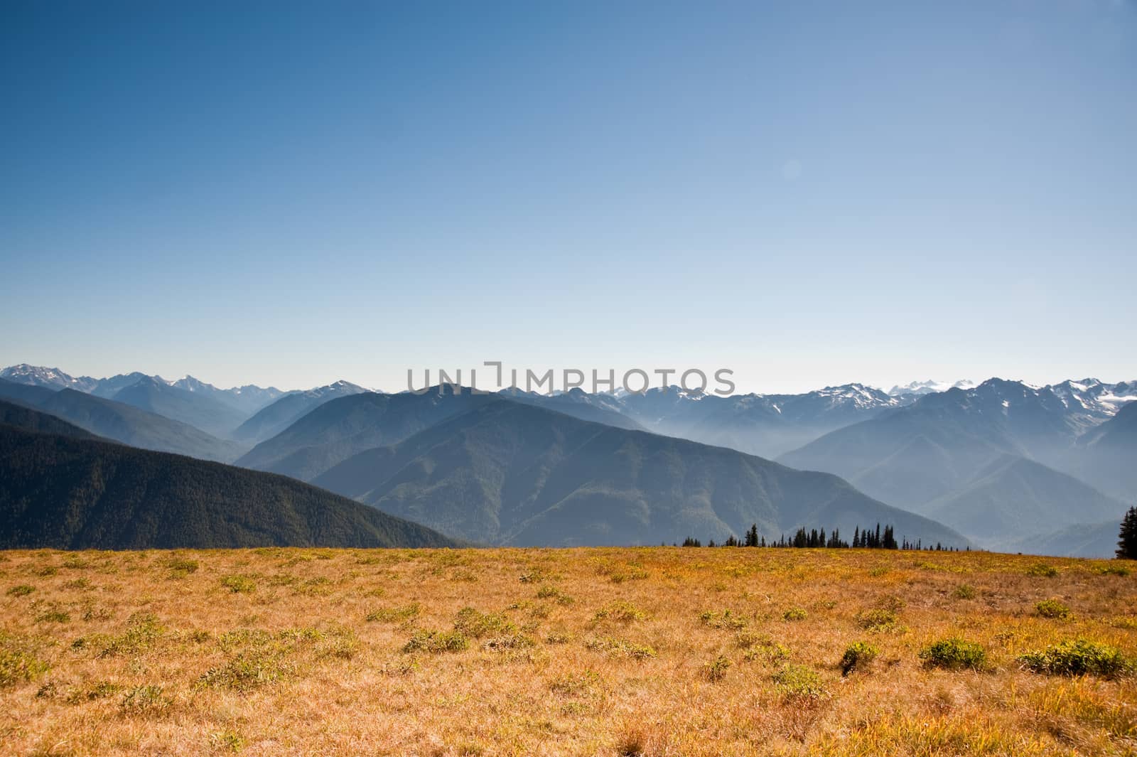 Hurricane Ridge in the Olympic Peninsula