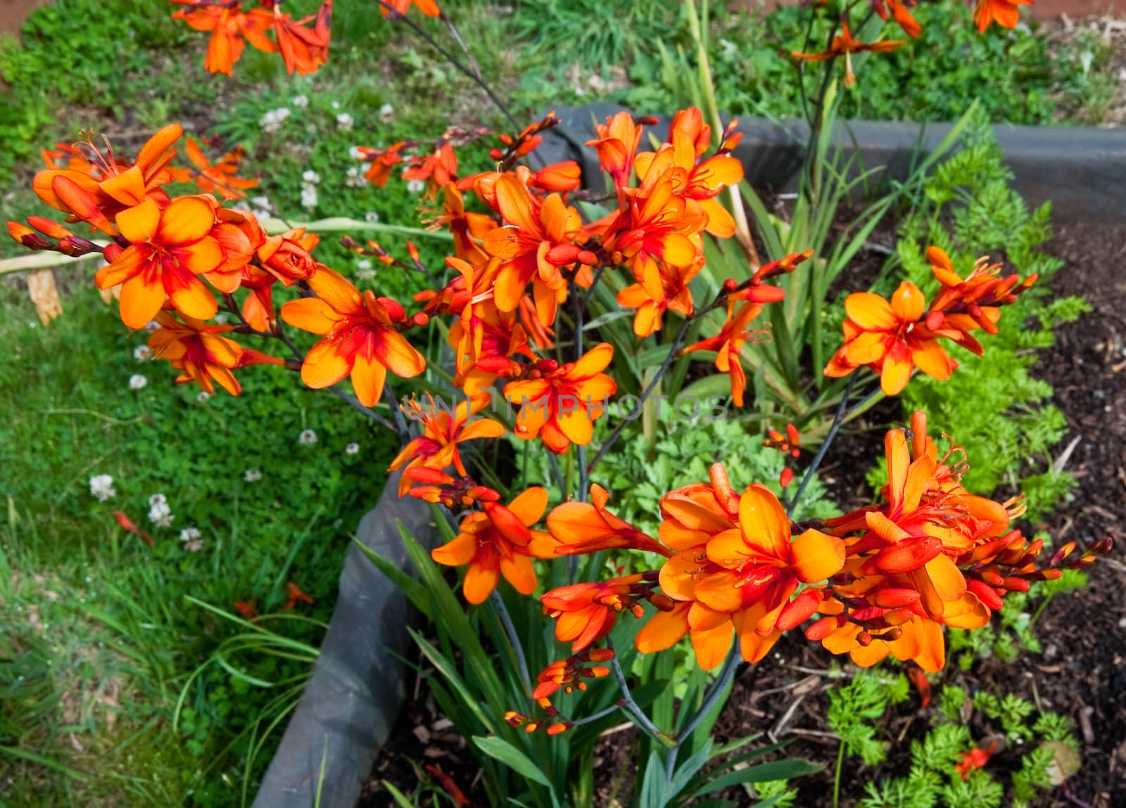 Orange flowers in sunlit garden