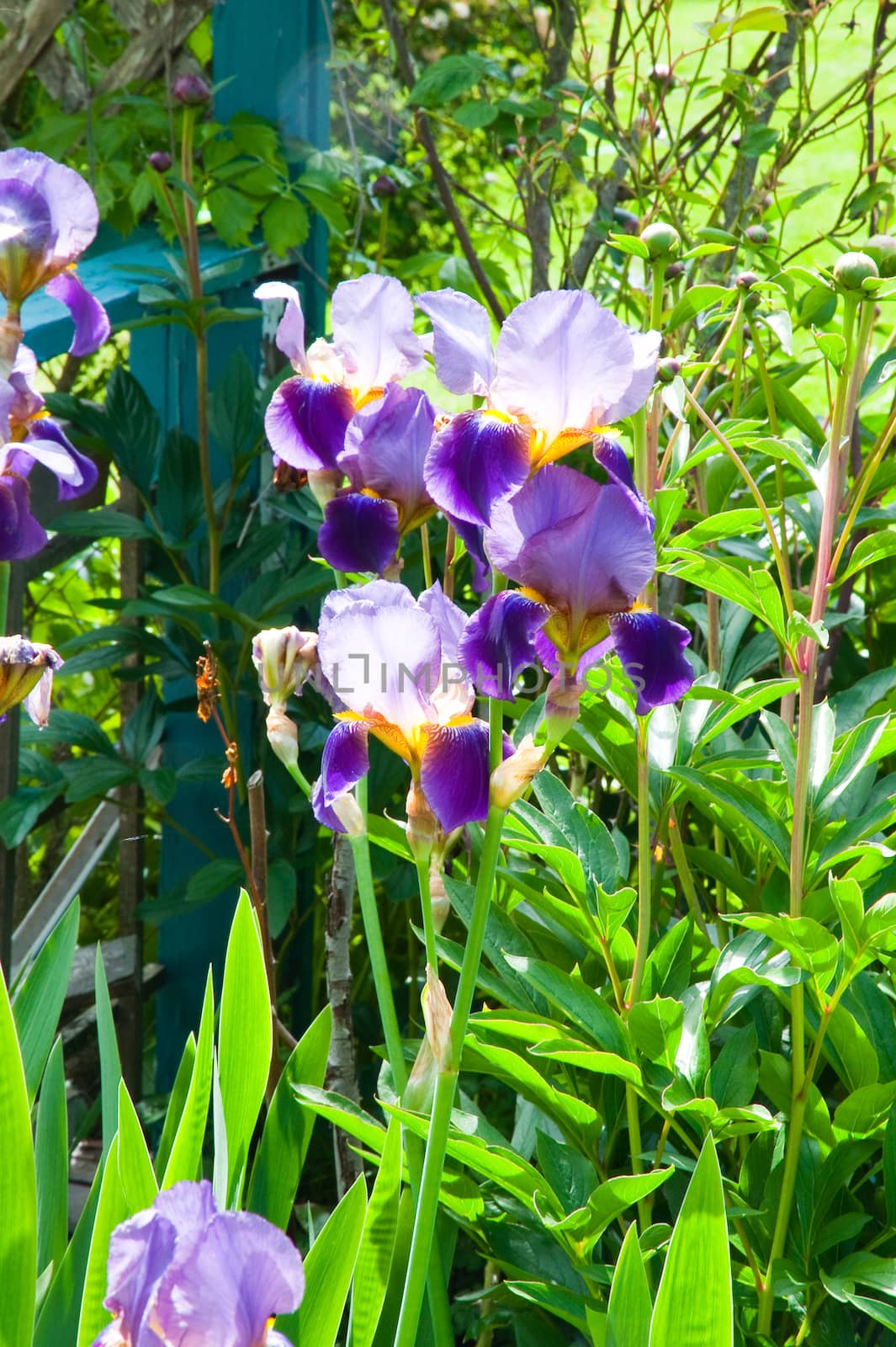 Sunlit iris flowers in a garden