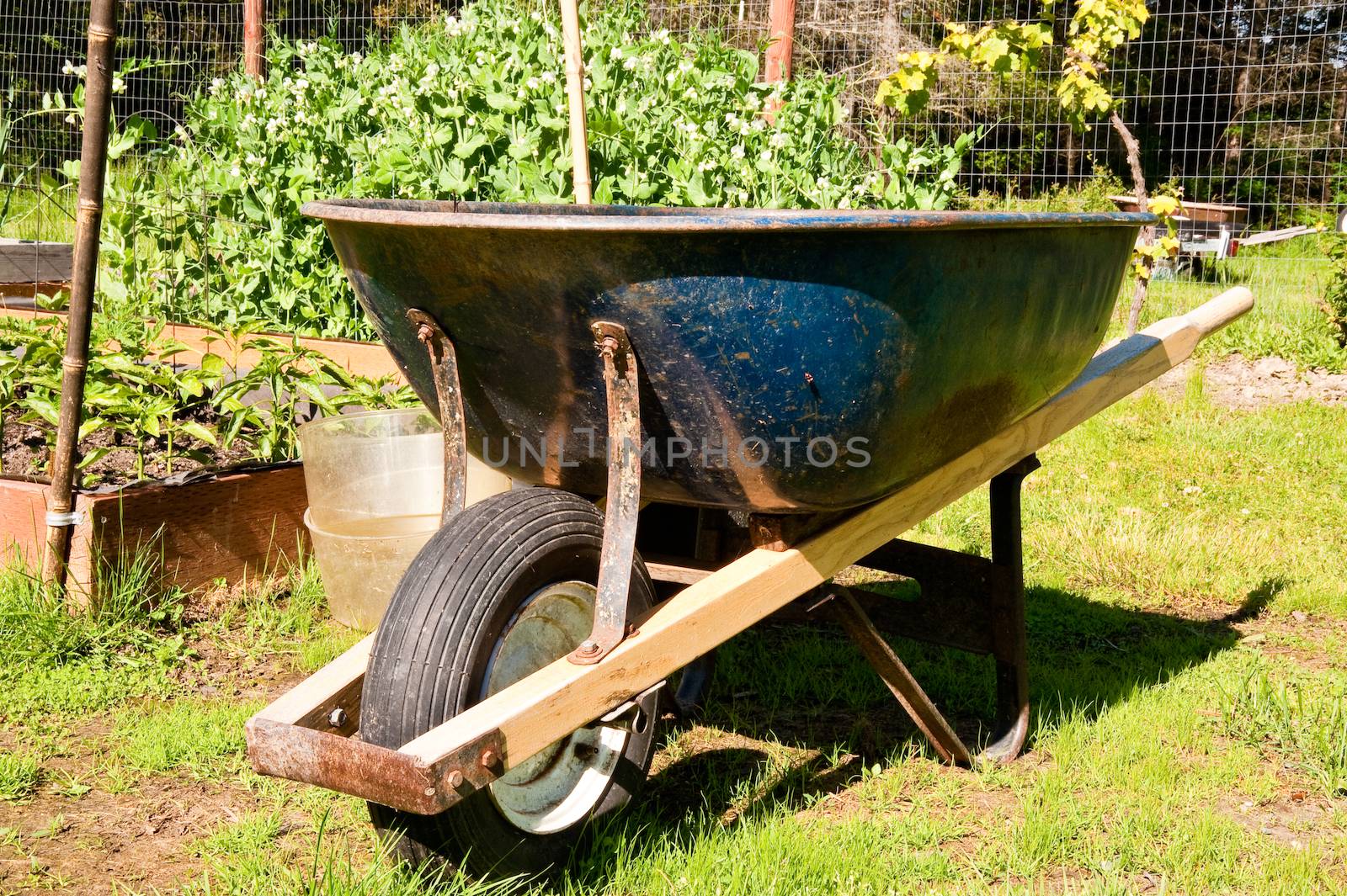 Wheelbarrow in a garden