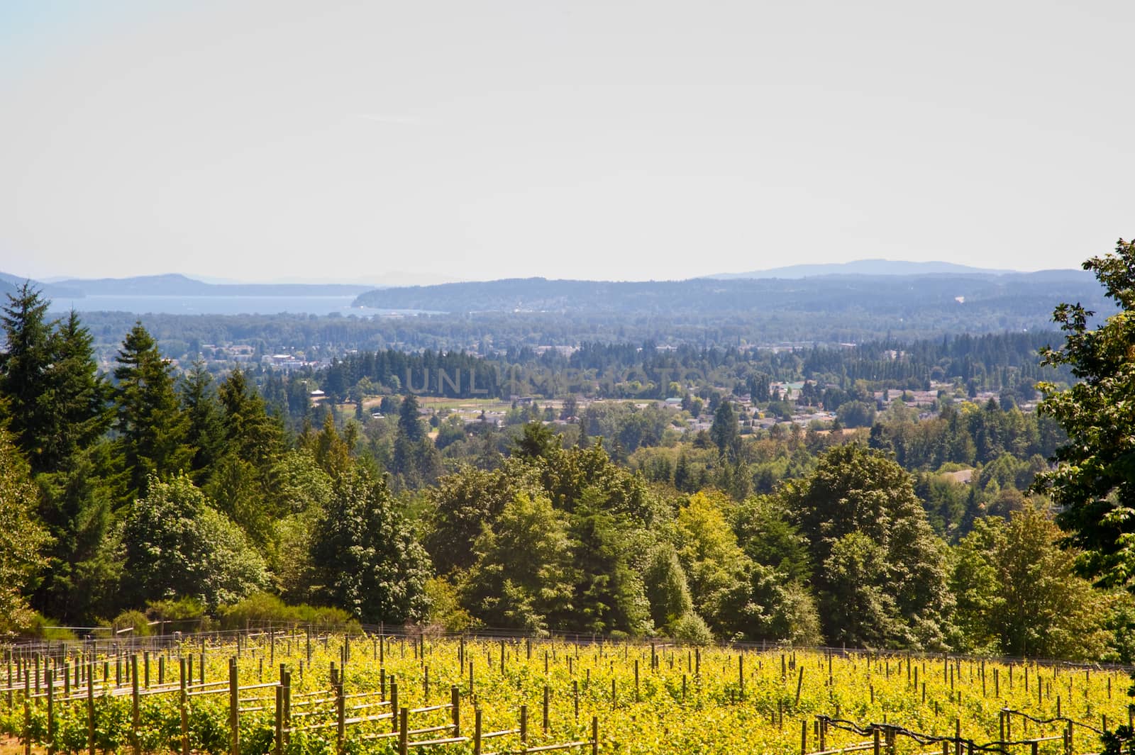 Vineyard on Vancouver Island, BC